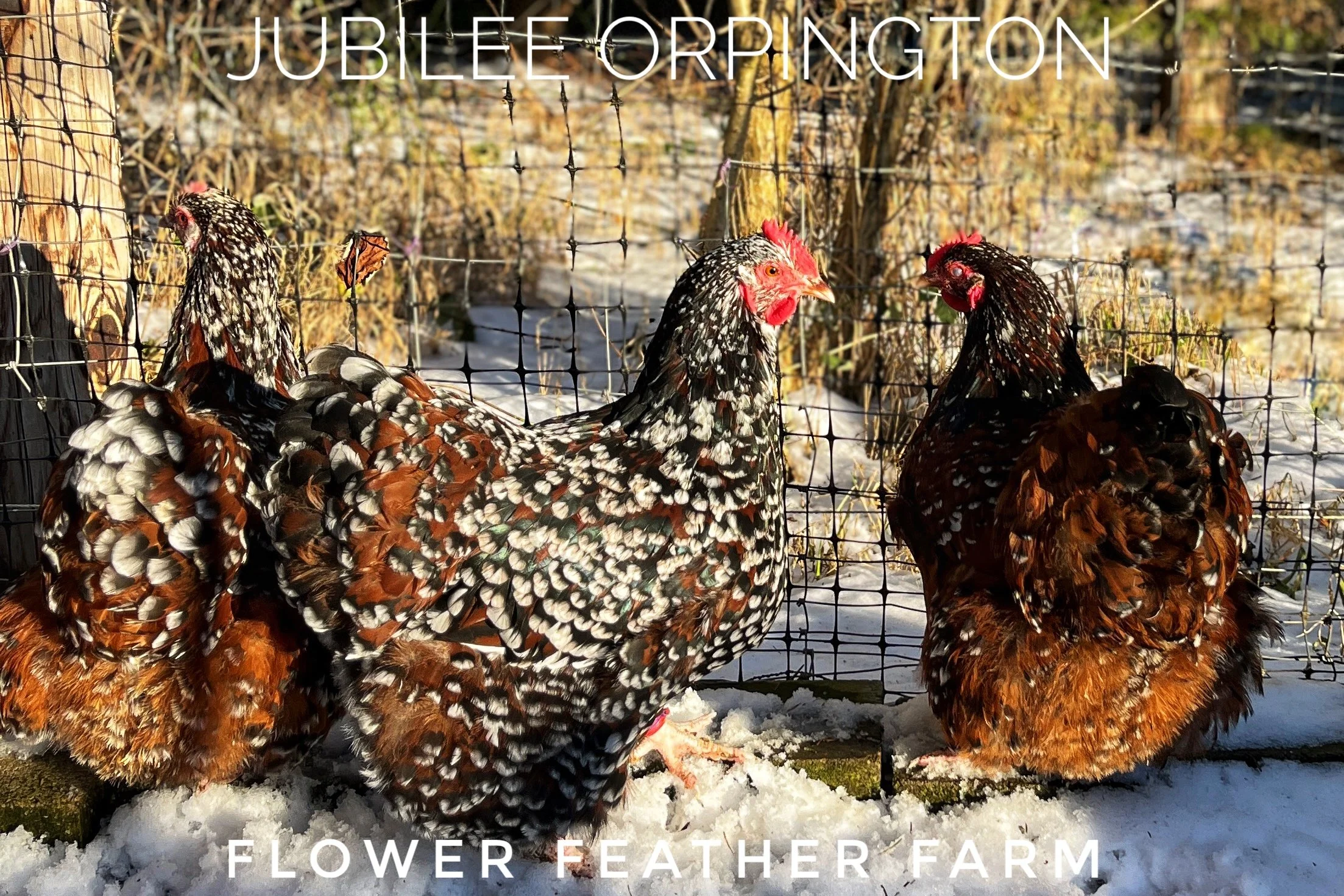 Jubilee Orpington Pullets and Hens at Flower Feather Farm, chicks \u0026 dahlias, image size:2206x1471