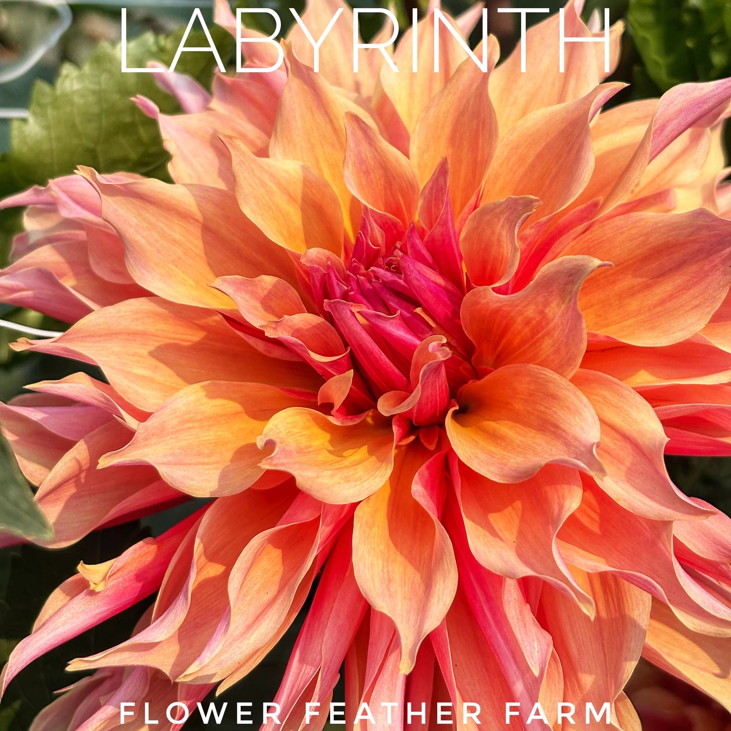 Labyrinth, the variegated apricot, peach, rose, and pink semi-double blossom dahlia