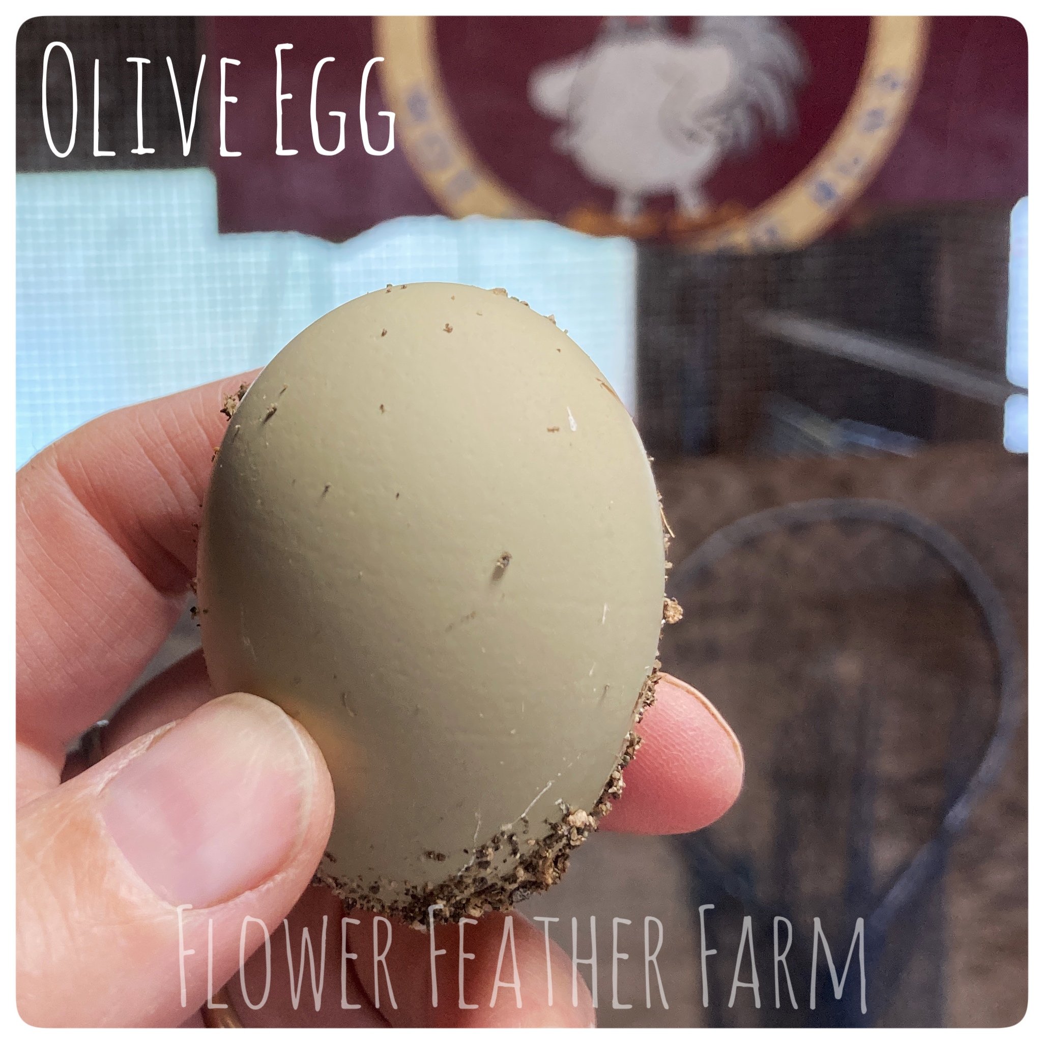 Olive Egg at Flower Feather Farm, Specialty Chicks and Dahlia Tubers 