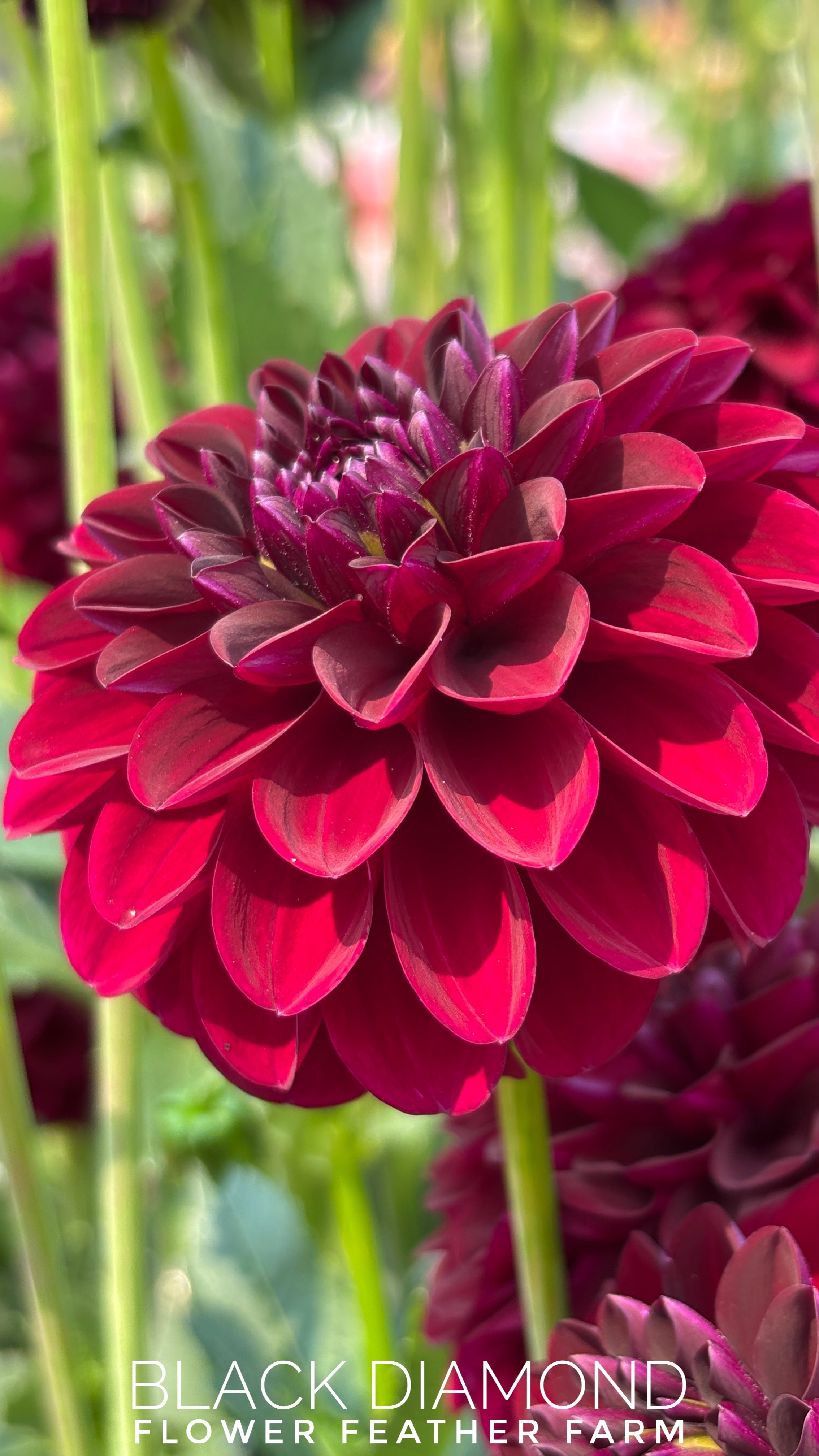 Black Diamond is a Must-Have: a deep burgundy ball tuber with epic vase life and long stems.   The rich dark red flatters everything around it.