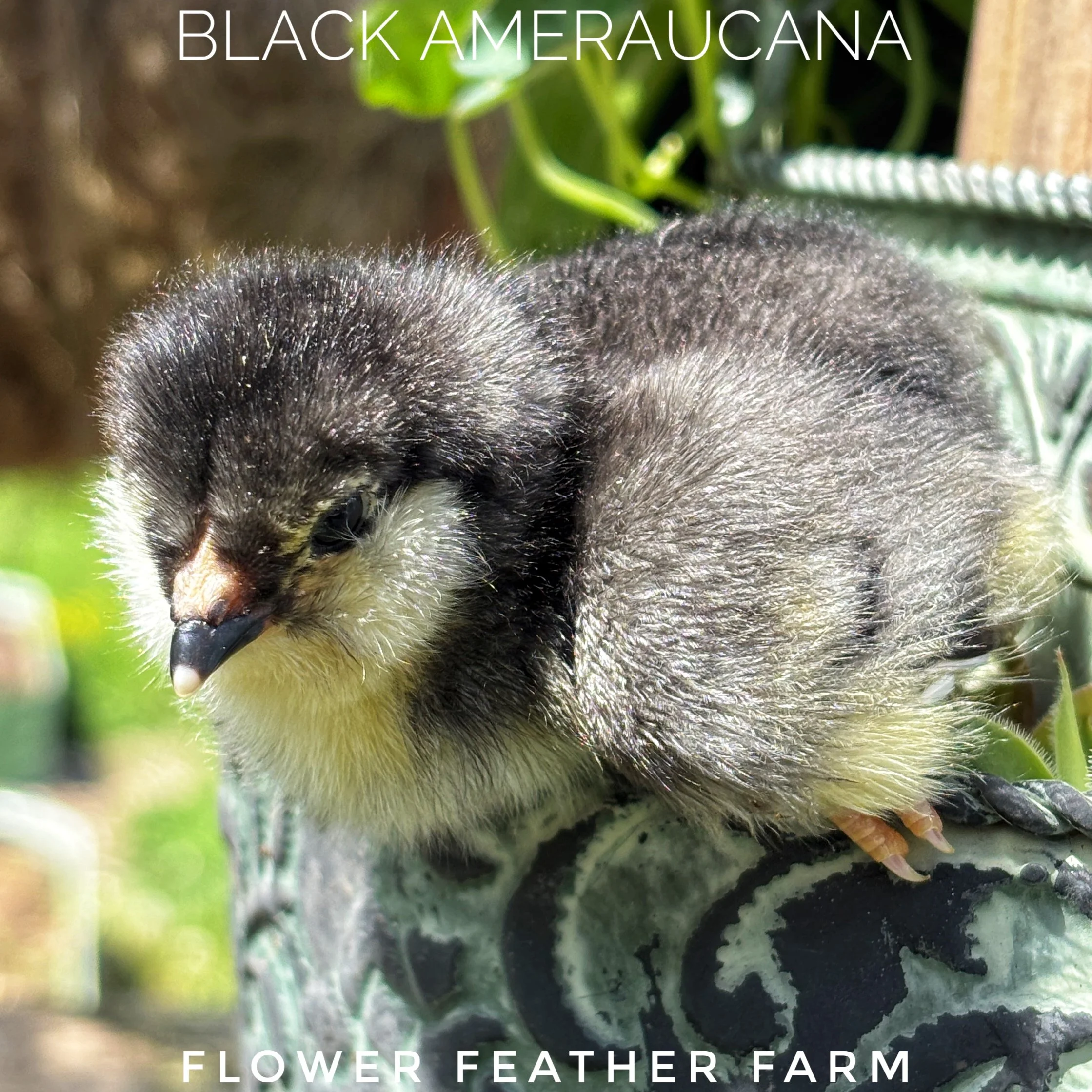 Black Ameraucanas at Flower Feather Farm, chicks & dahlias, a chick hatchery nearby, chicks for sale