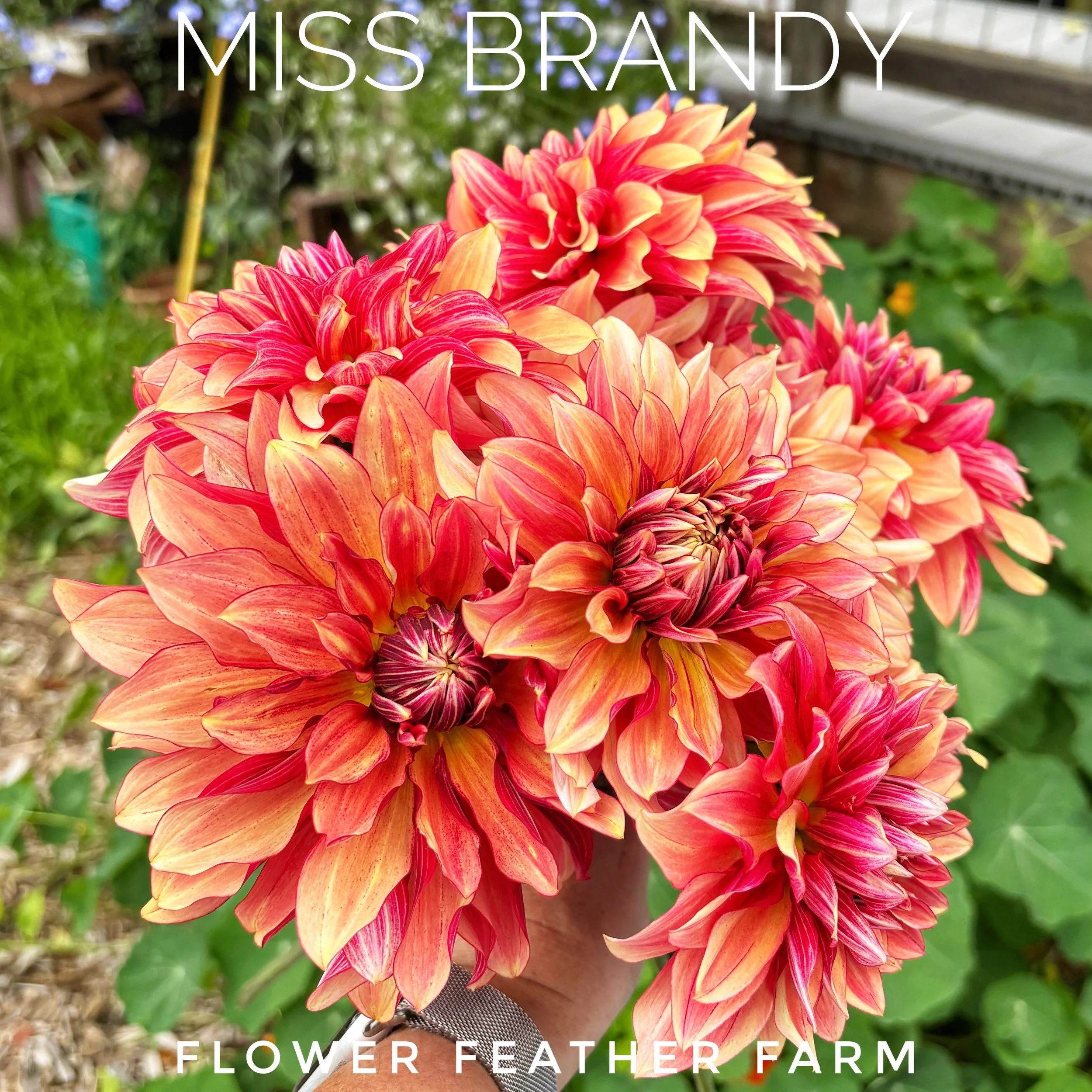 Miss Brandy's muted blush blooms pair beautifully with nearly every flower. Shop premium dahlia tubers at Flower Feather Farm.