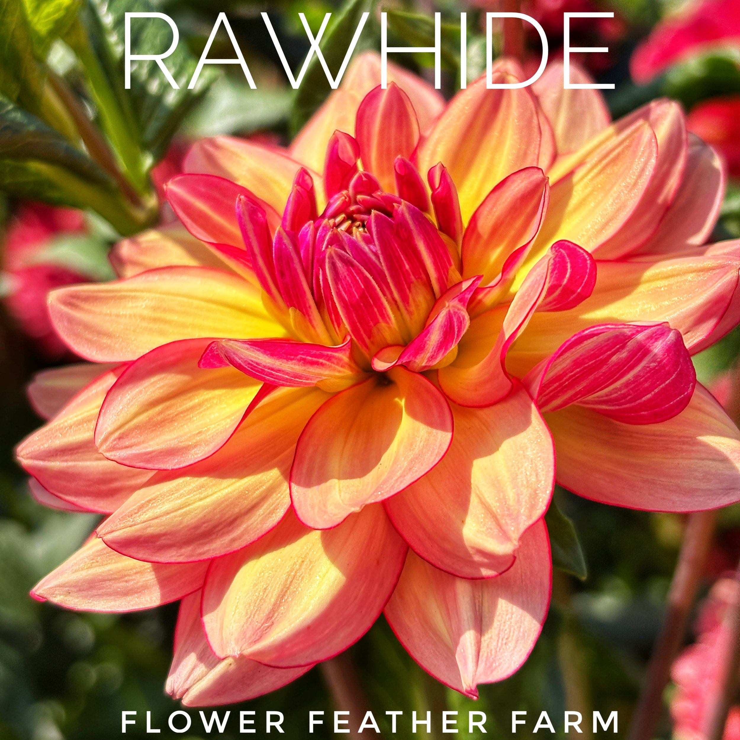 Rawhide Dahlia in bloom at Flower Feather Farm, chicks and dahlias -- a great place to buy dahlias online