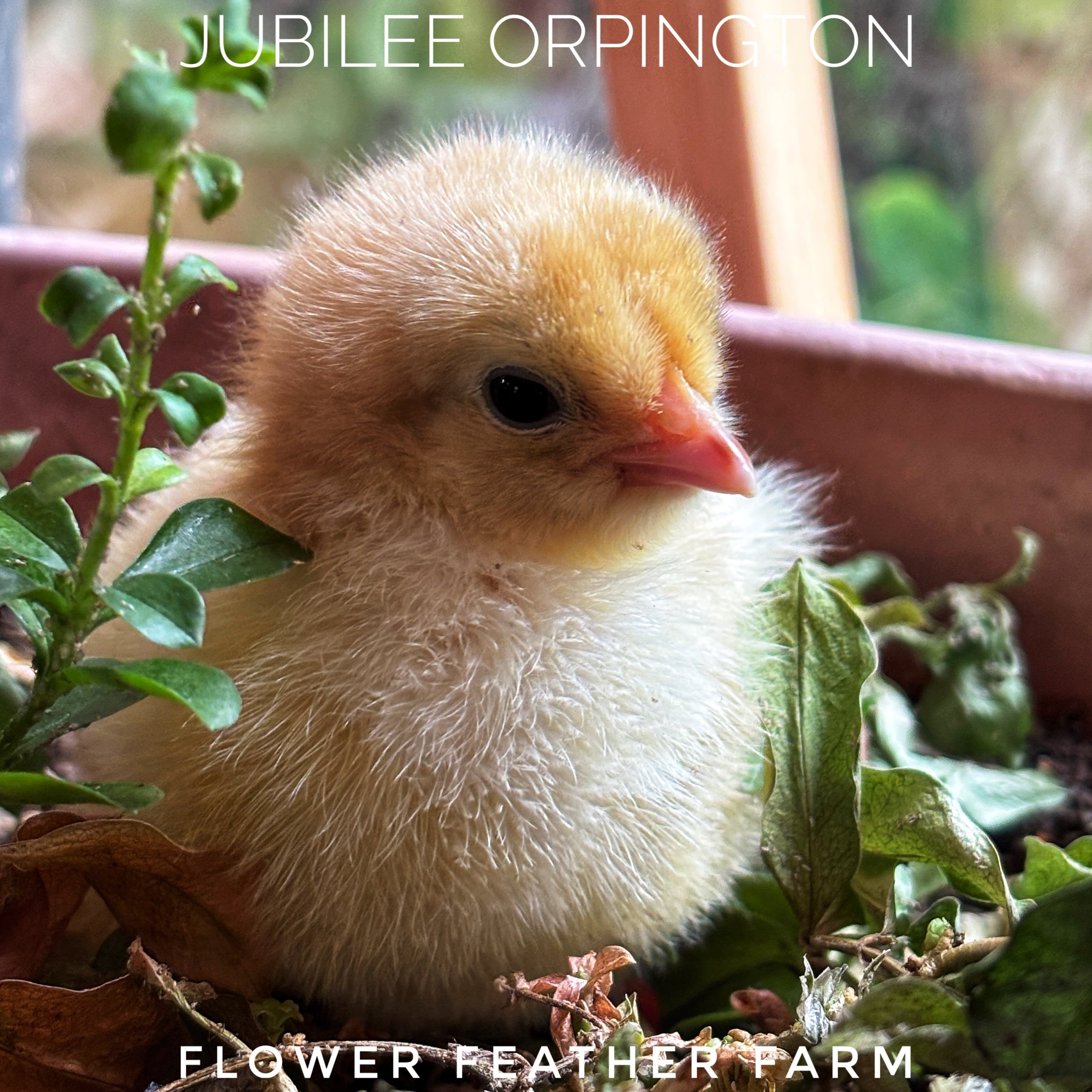 Jubilee Orpington chicks at Flower Feather Farm, chicks & dahlias, a chick hatchery near me, baby chicks for sale near me, jubilee chickens, jubilee orpington for sale, jubilee orpington chicken