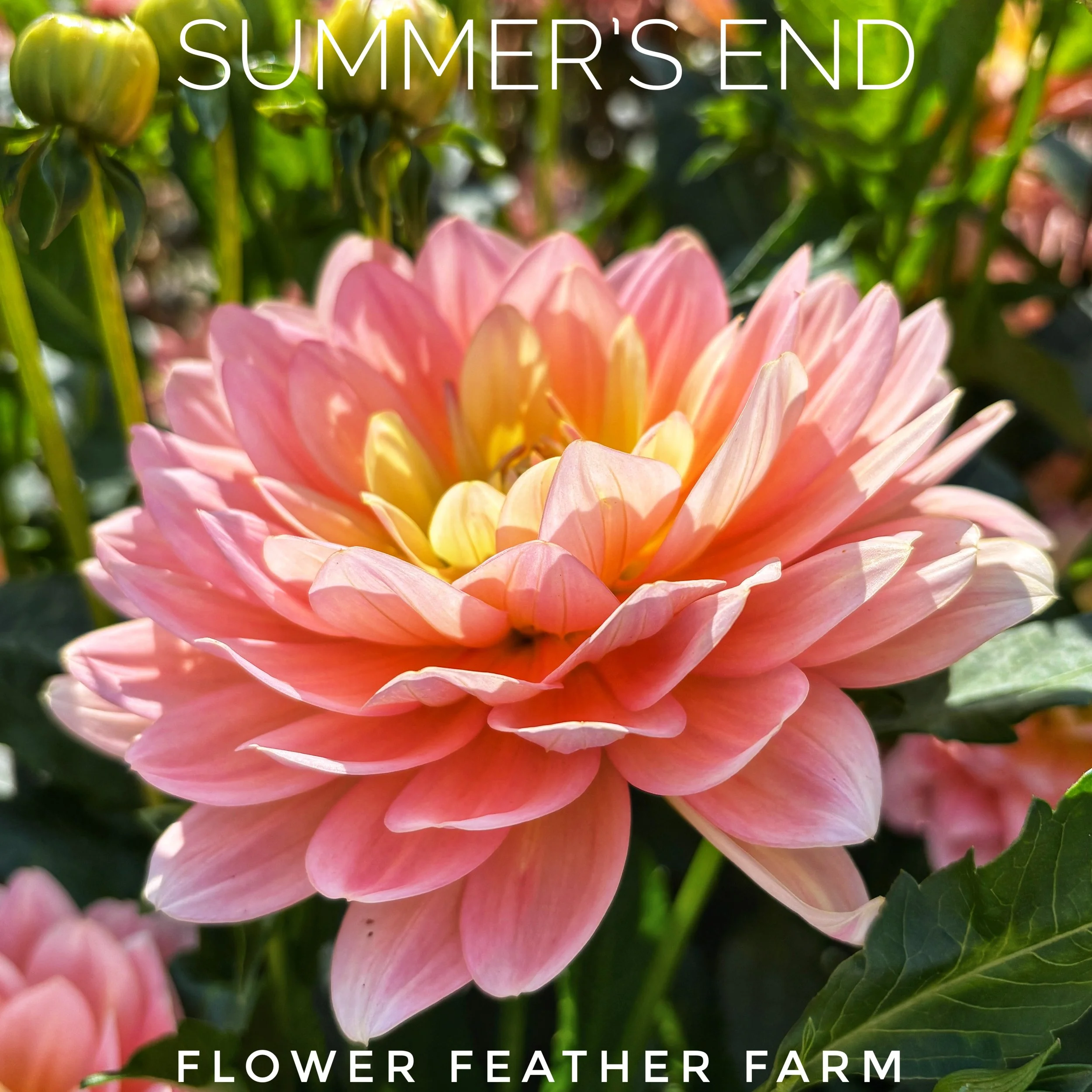 Summer's End Dahlia Tubers at Flower Feather Farm, Specialty Chicks and Dahlia Tubers, dahlia tubers near me, dahlia tubers for sale Washington, dahlias near me