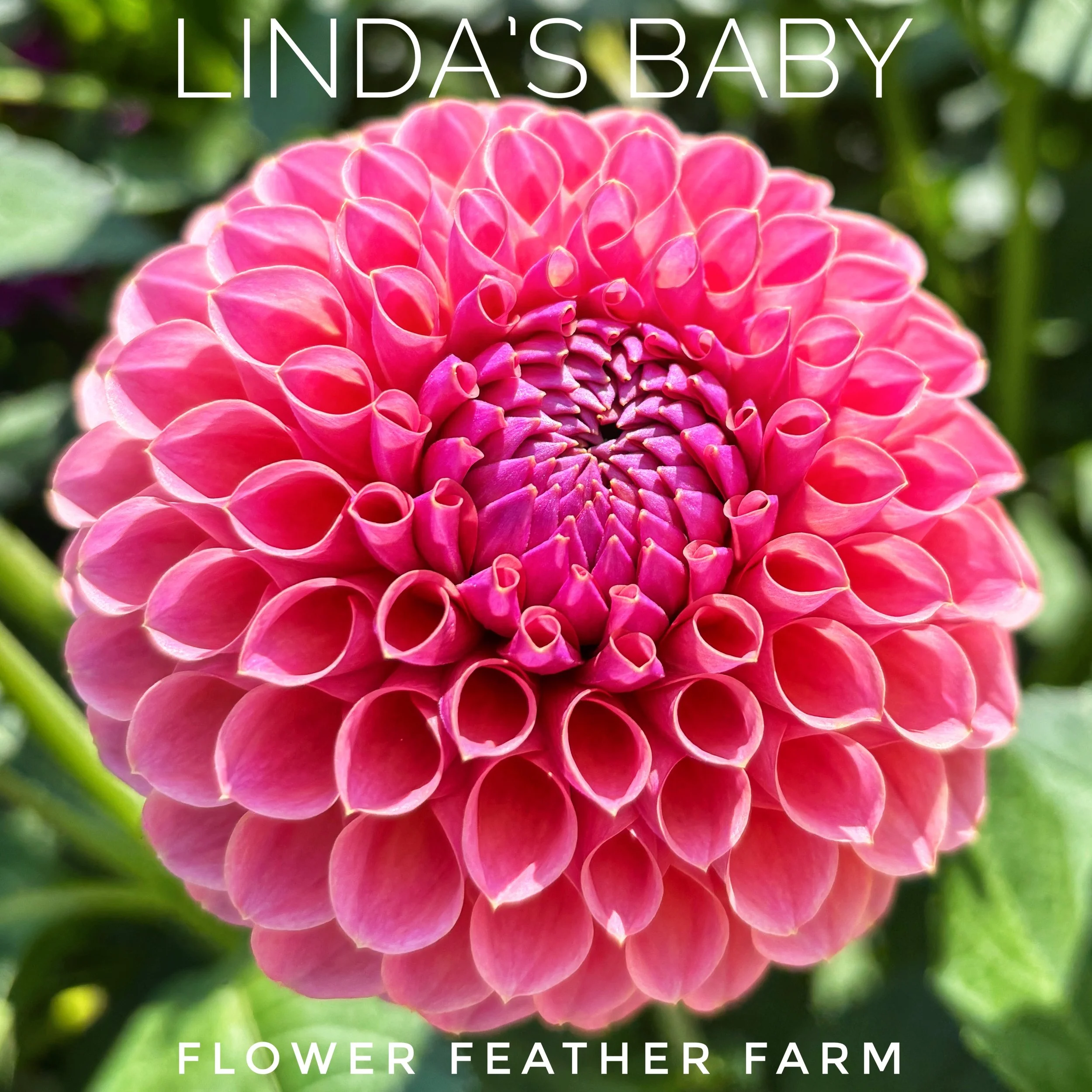 Linda's Baby Dahlia at Flower Feather Farm, chicks & dahlias