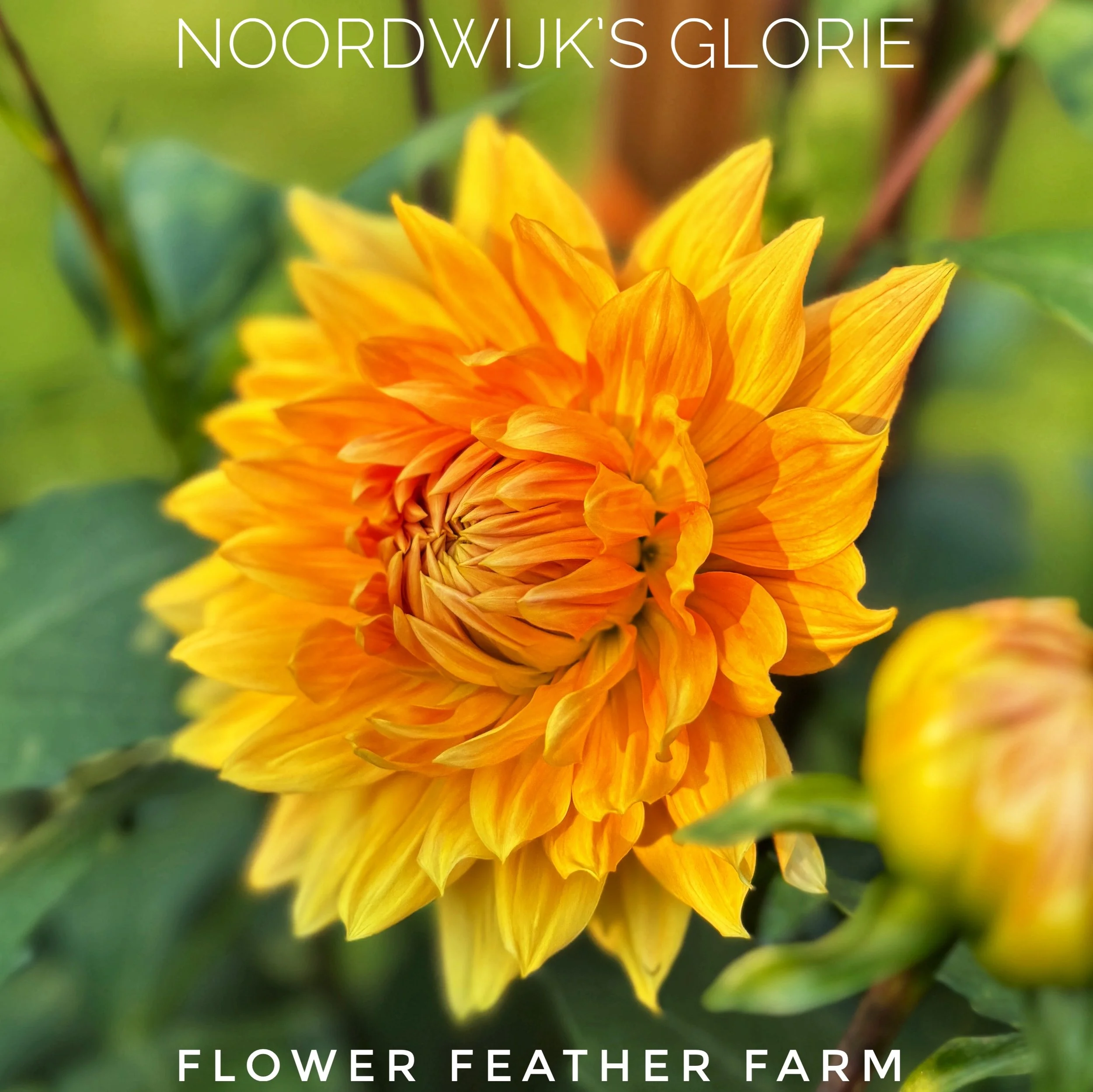 Noordwijk's Glorie Dahlias at Flower Feather Farm, chicks & dahlias, a Washington State Dahlia farm -- dahlia grower near me
