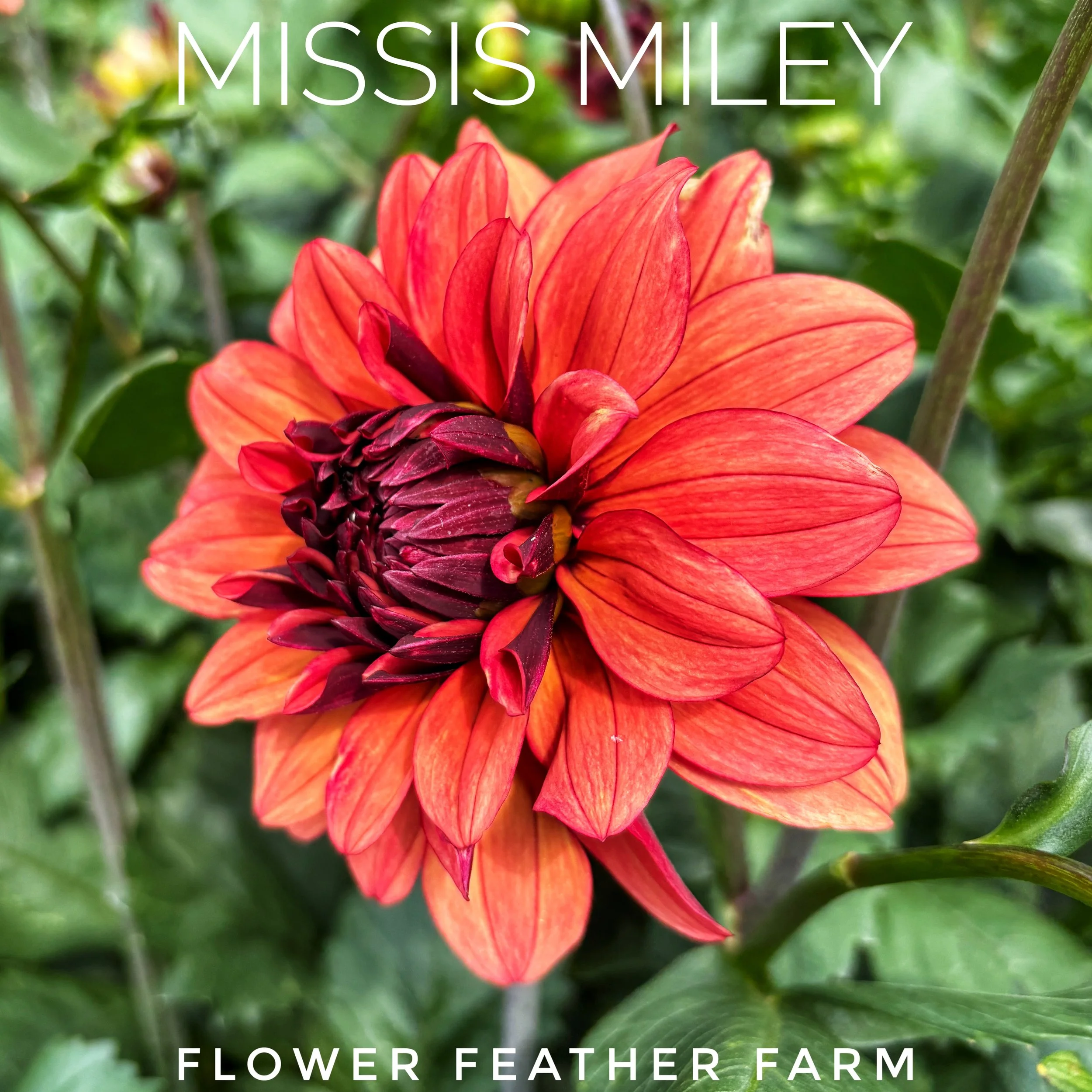Missis Miley Dahlia at Flower Feather Farm, chicks & dahlias