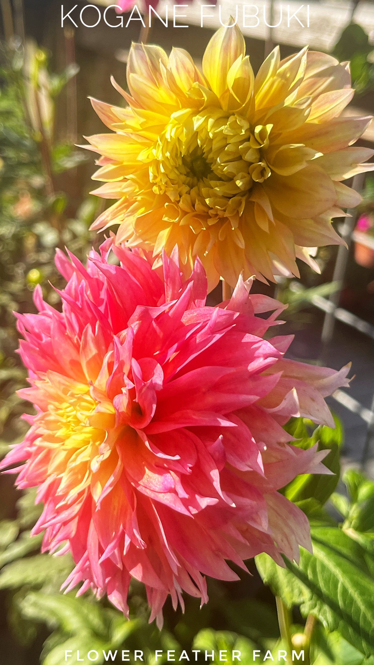 Kogane Fubuki Dahlias at Flower Feather Farm, Specialty Chicks and Dahlia Tubers, a Washington State Dahlia farm -- dahlia grower near me, dahlia farm near me, dahlias near me
