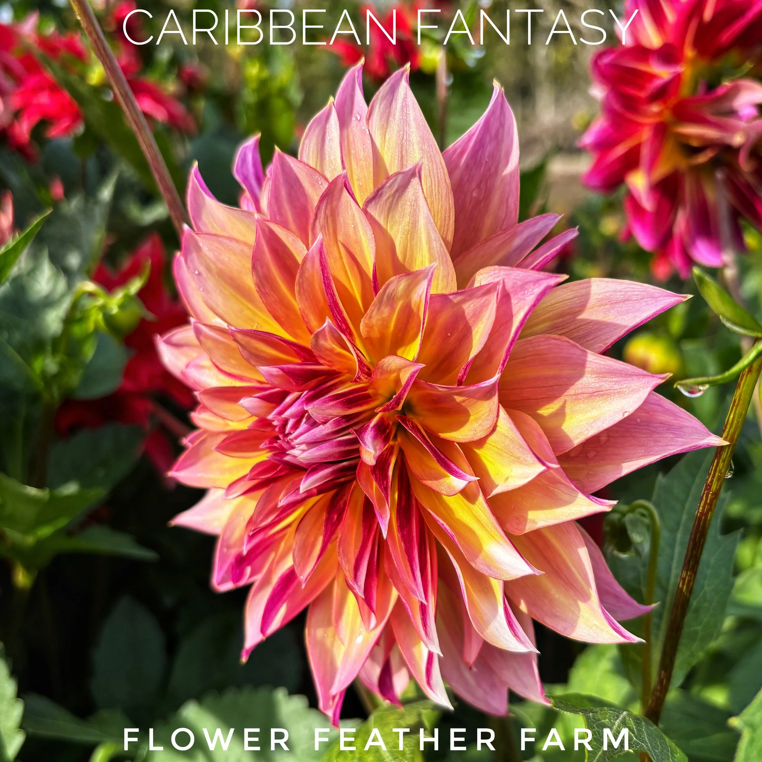 Caribbean Fantasy Dahlias at Flower Feather Farm, chicks & dahlias, a Washington State Dahlia farm -- dahlias near me, dahlia grower near me