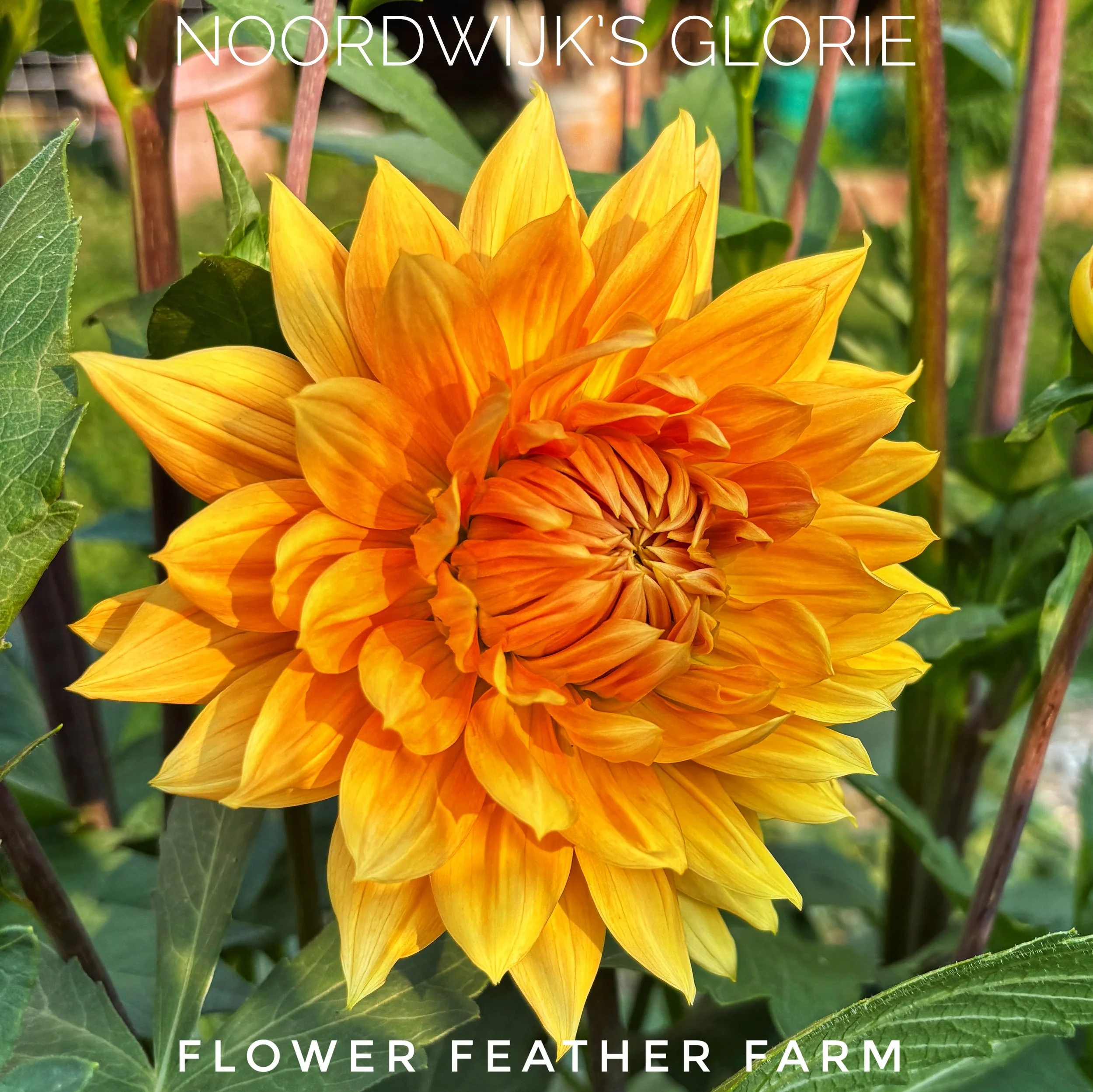 Noordwijk's Glorie Dahlias at Flower Feather Farm, chicks & dahlias, a Washington State Dahlia farm -- dahlia grower near me