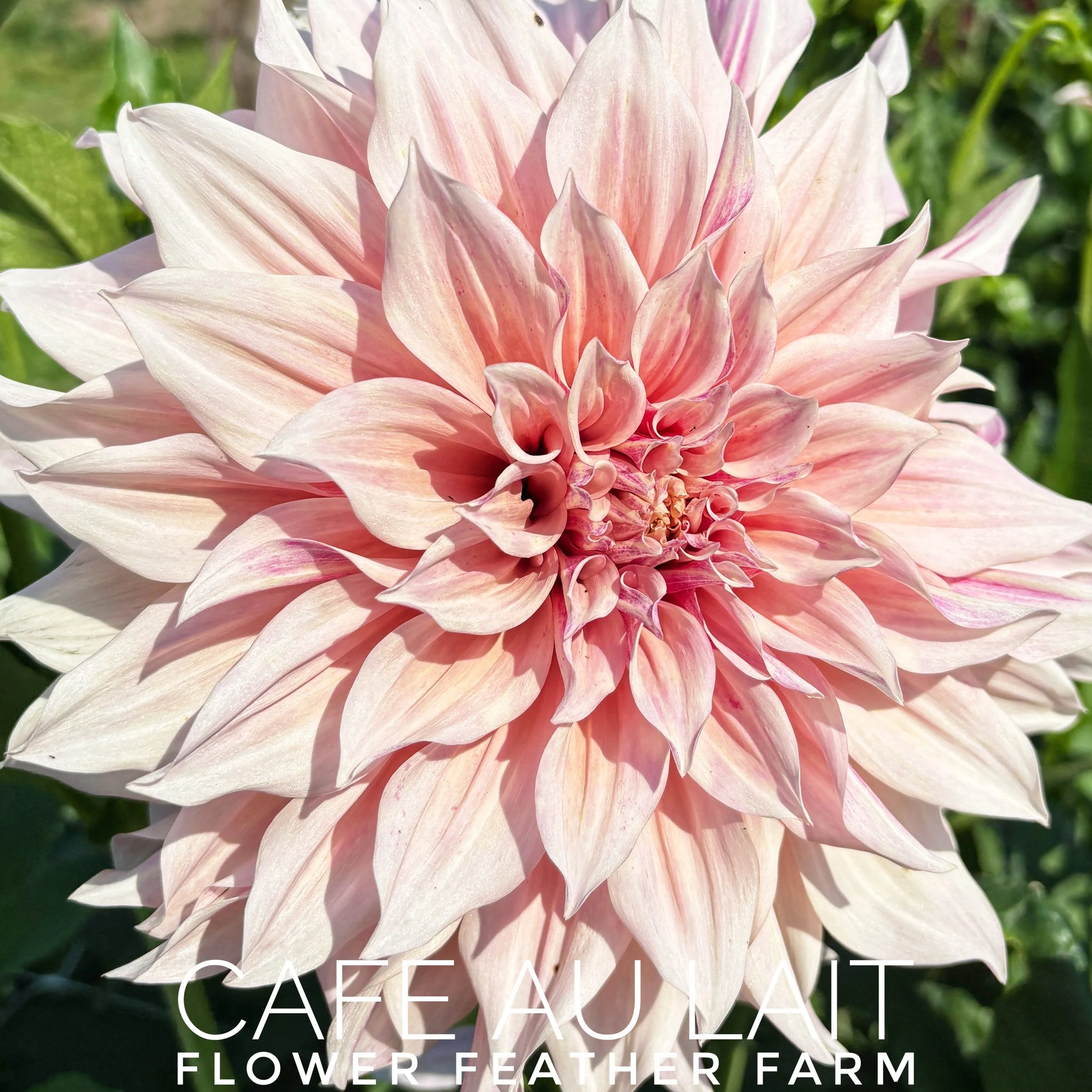 Cafe au Lait Dahlia Tuber C10