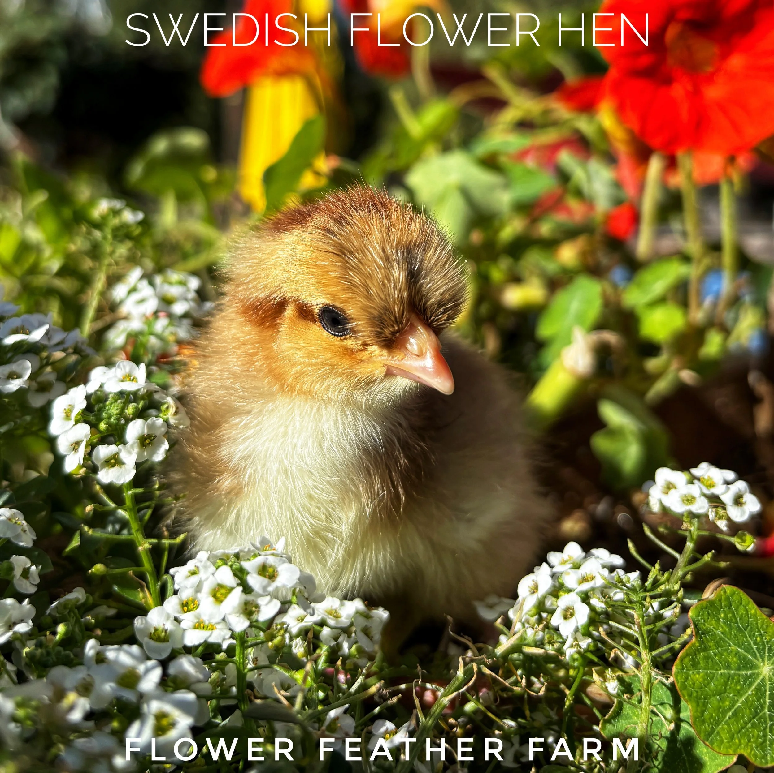 Swedish Flower Hens at Flower Feather Farm, chicks and dahlias, baby chicks for sale near me, chicken breeders near me, chick hatchery near me, chicken hatchery near me, chicken for sale