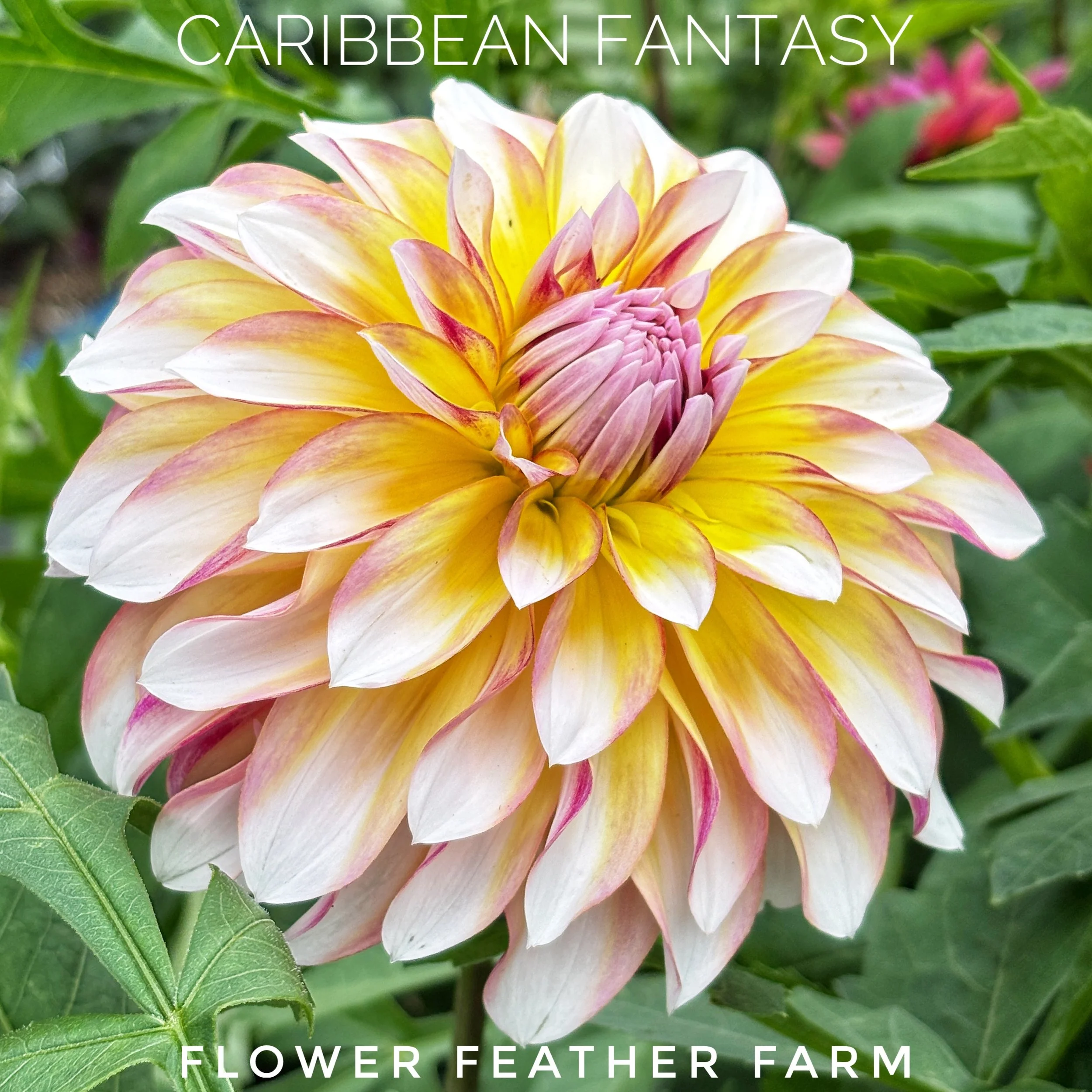 Plant Caribbean Fantasy dahlia tubers for a season filled with glowing blooms in shades of coral, peach, and pink.