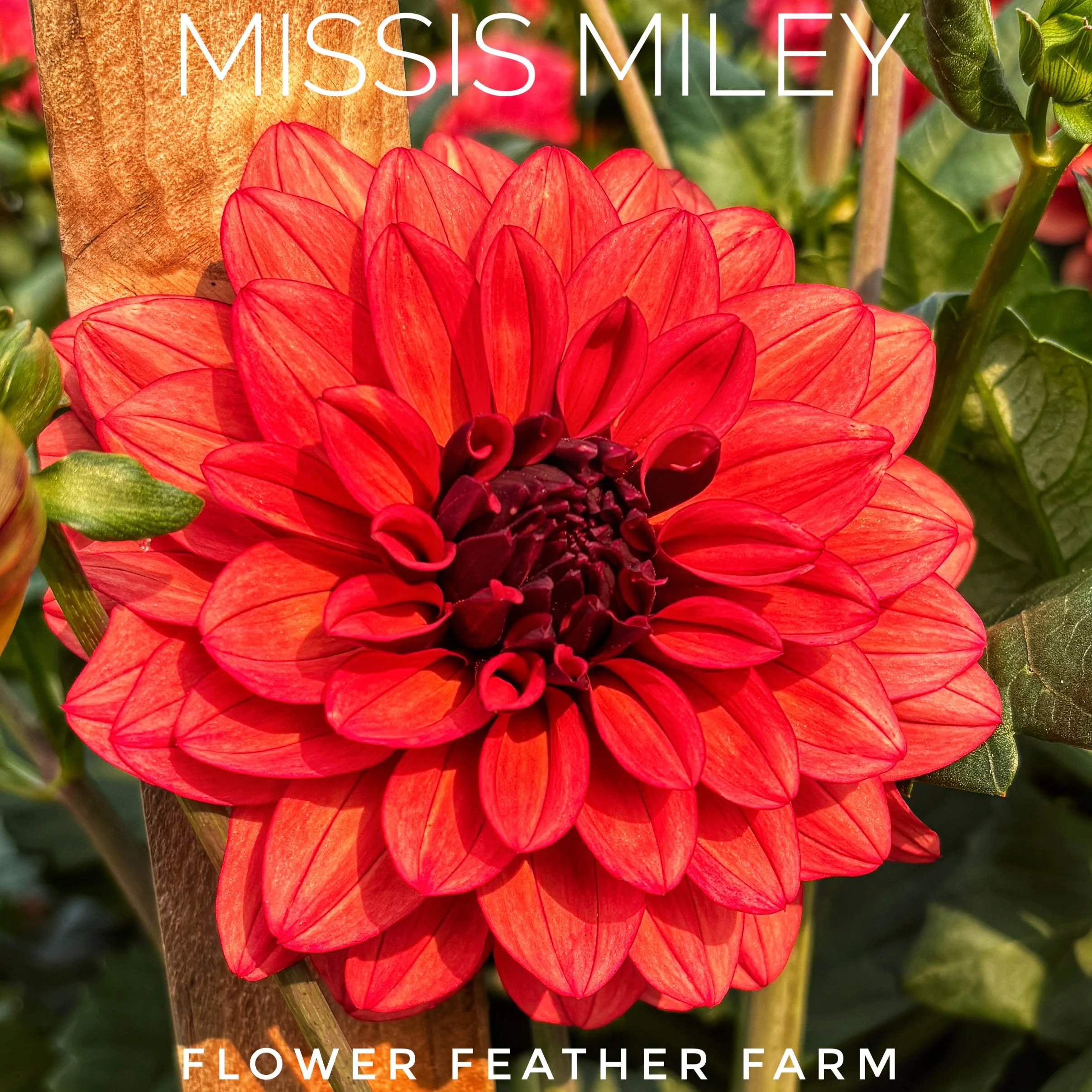 Missis Miley Dahlia at Flower Feather Farm, chicks & dahlias