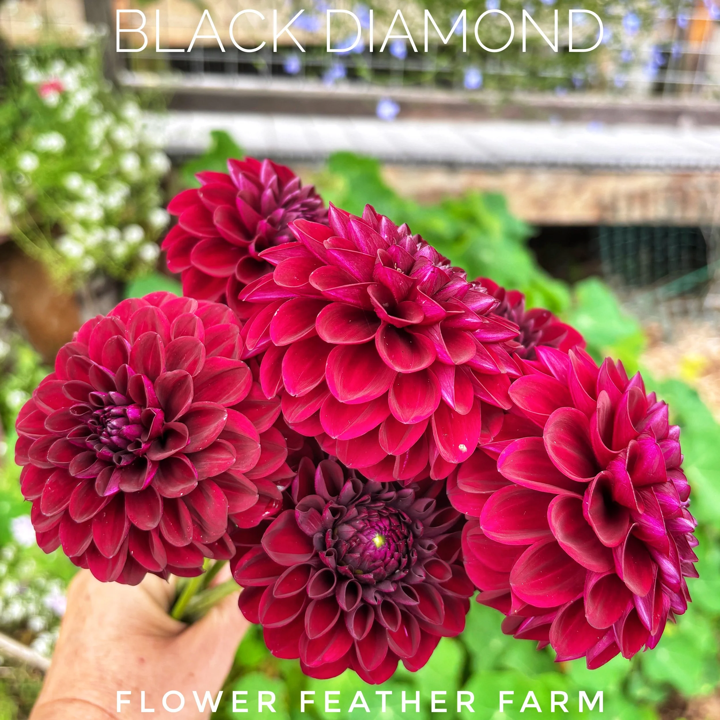 Looking for a truly dark dahlia? Black Diamond delivers velvety burgundy blooms, sturdy stems, and exceptional beauty from Flower Feather Farm.