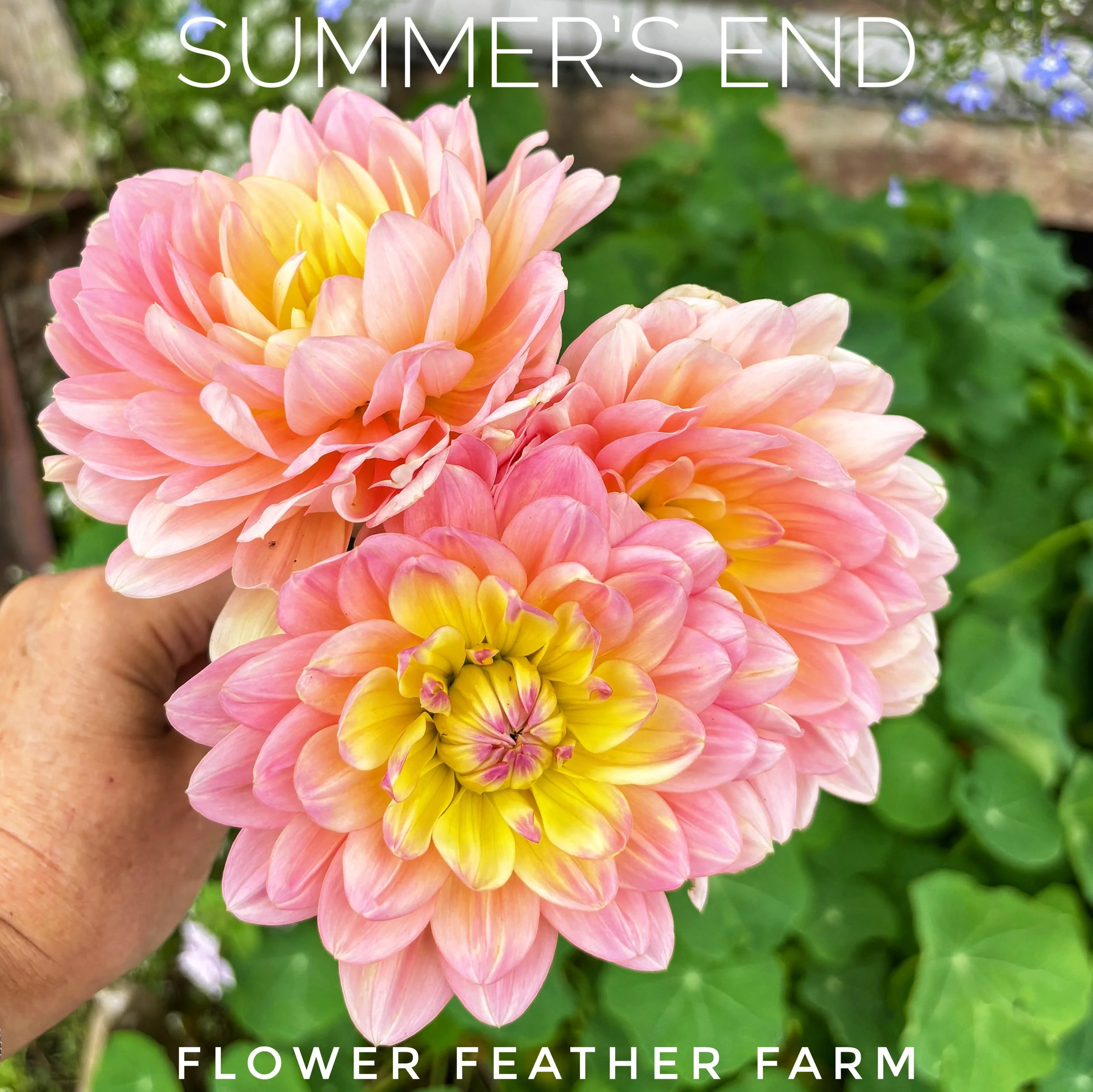 Summer’s End dahlias bring rich, painterly color to gardens and arrangements. Shop quality tubers from Flower Feather Farm.