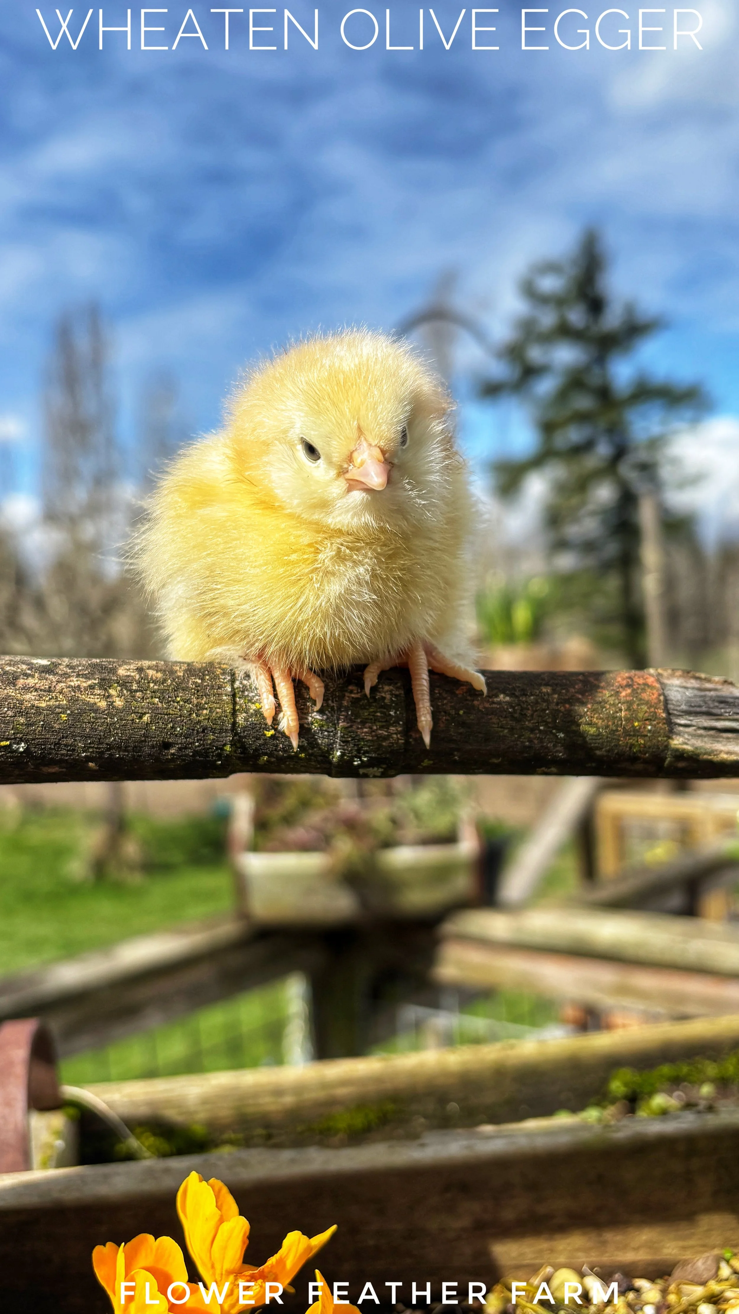 Wheaten Olive Egger Chick at Flower Feather Farm, chicks & dahlias, a chick hatchery nearby, baby chicks near me, chicks for sale near me, baby chicks for sale near me