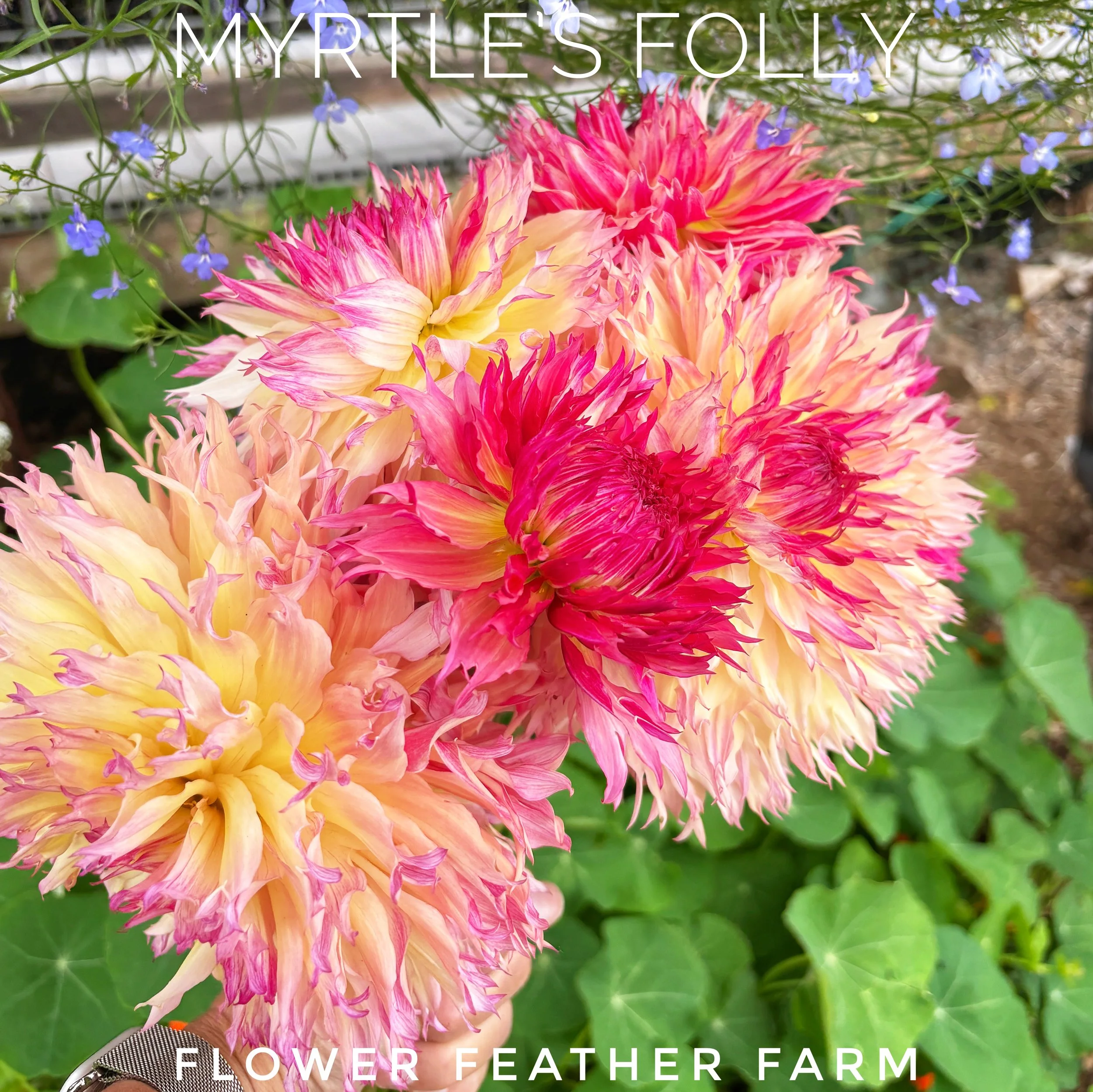 Prolific 6-8 inch textured blooms are just a click away. Secure your Myrtle's Folly dahlia tubers at Flower Feather Farm right now.