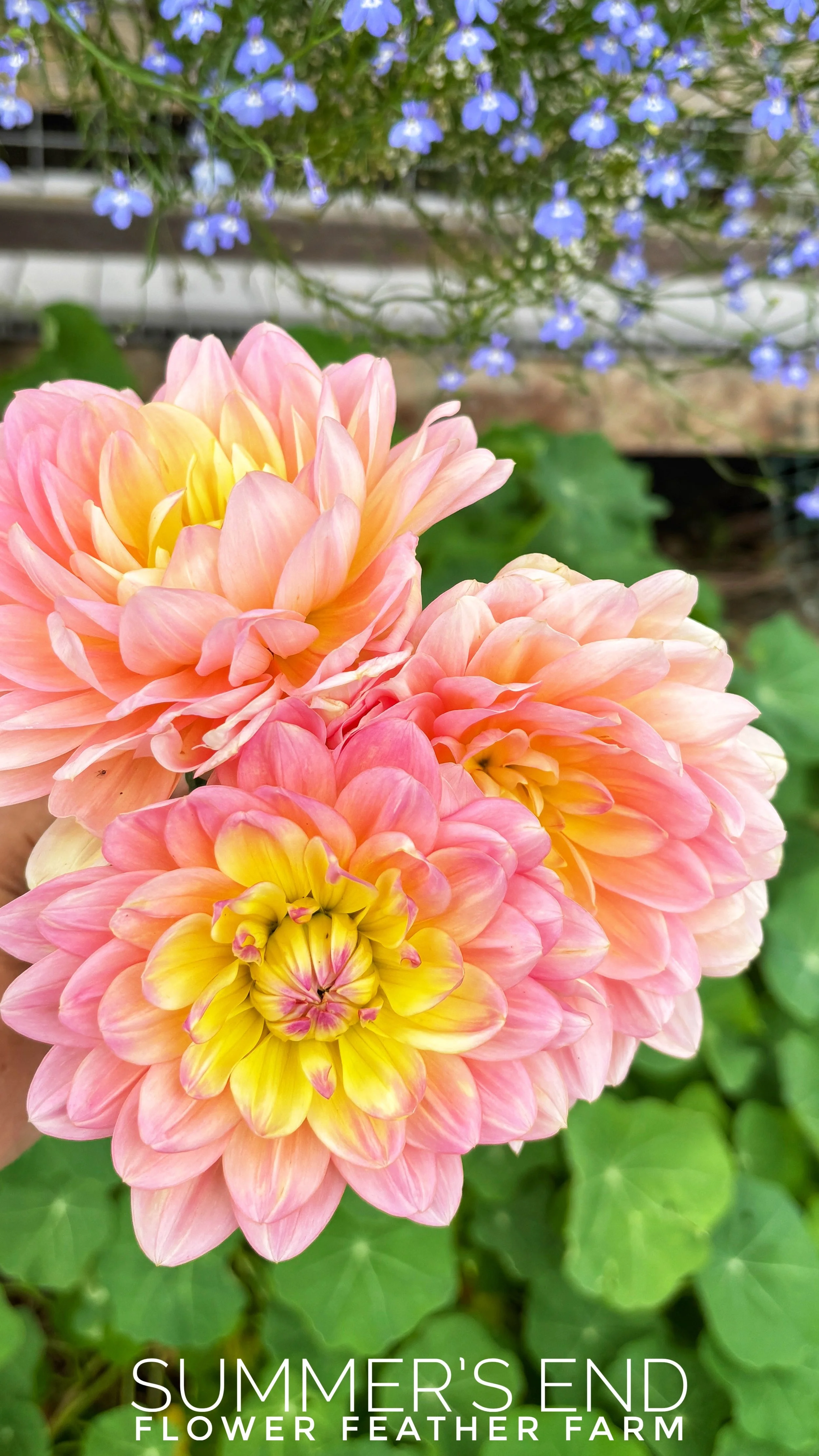 Flower Feather Farm’s Summer’s End dahlia tubers create elegant blooms perfect for cutting gardens, bouquets, and flower enthusiasts.