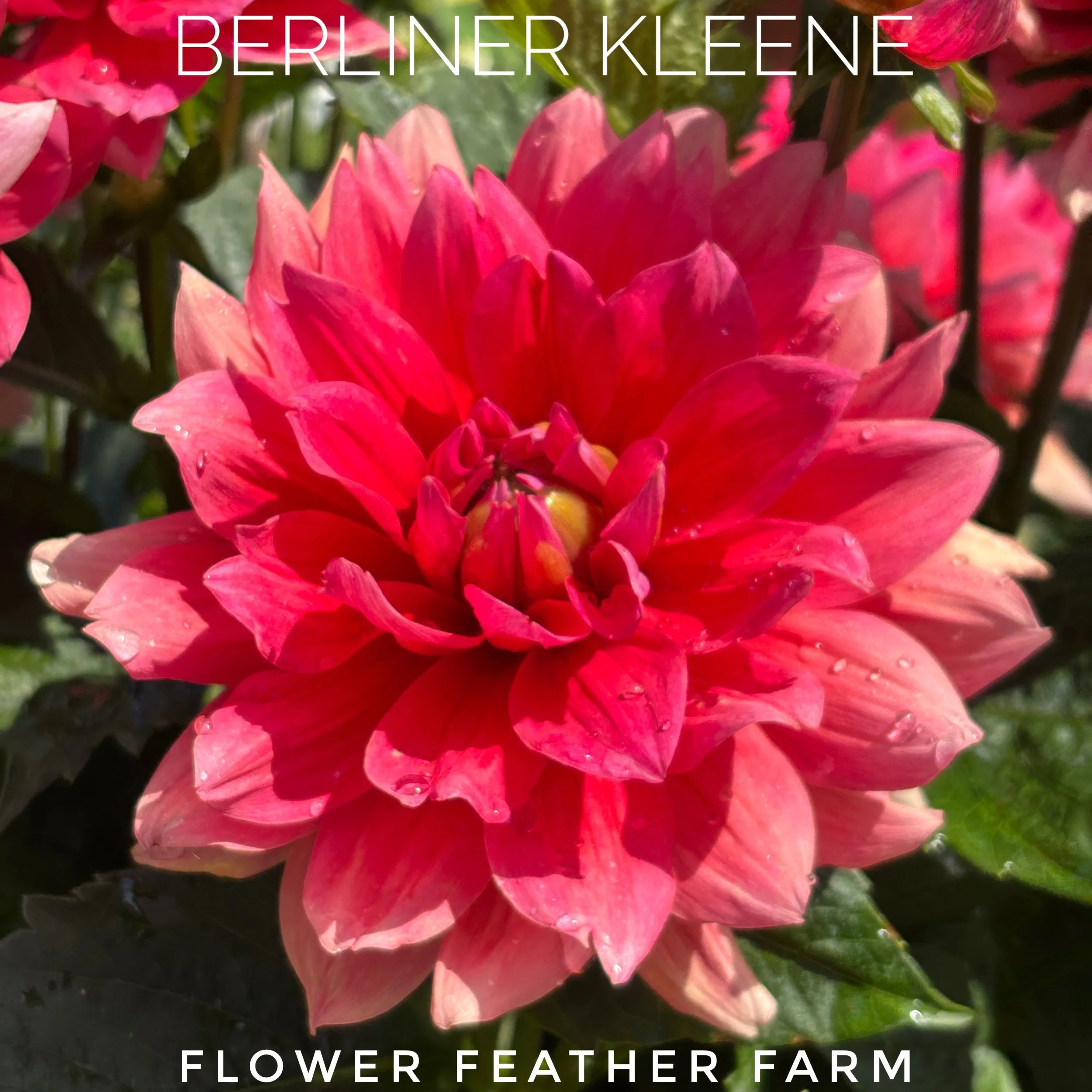 Berliner Kleene Dahlia at Flower Feather Farm, chicks & dahlias, a dahlia farm nearby