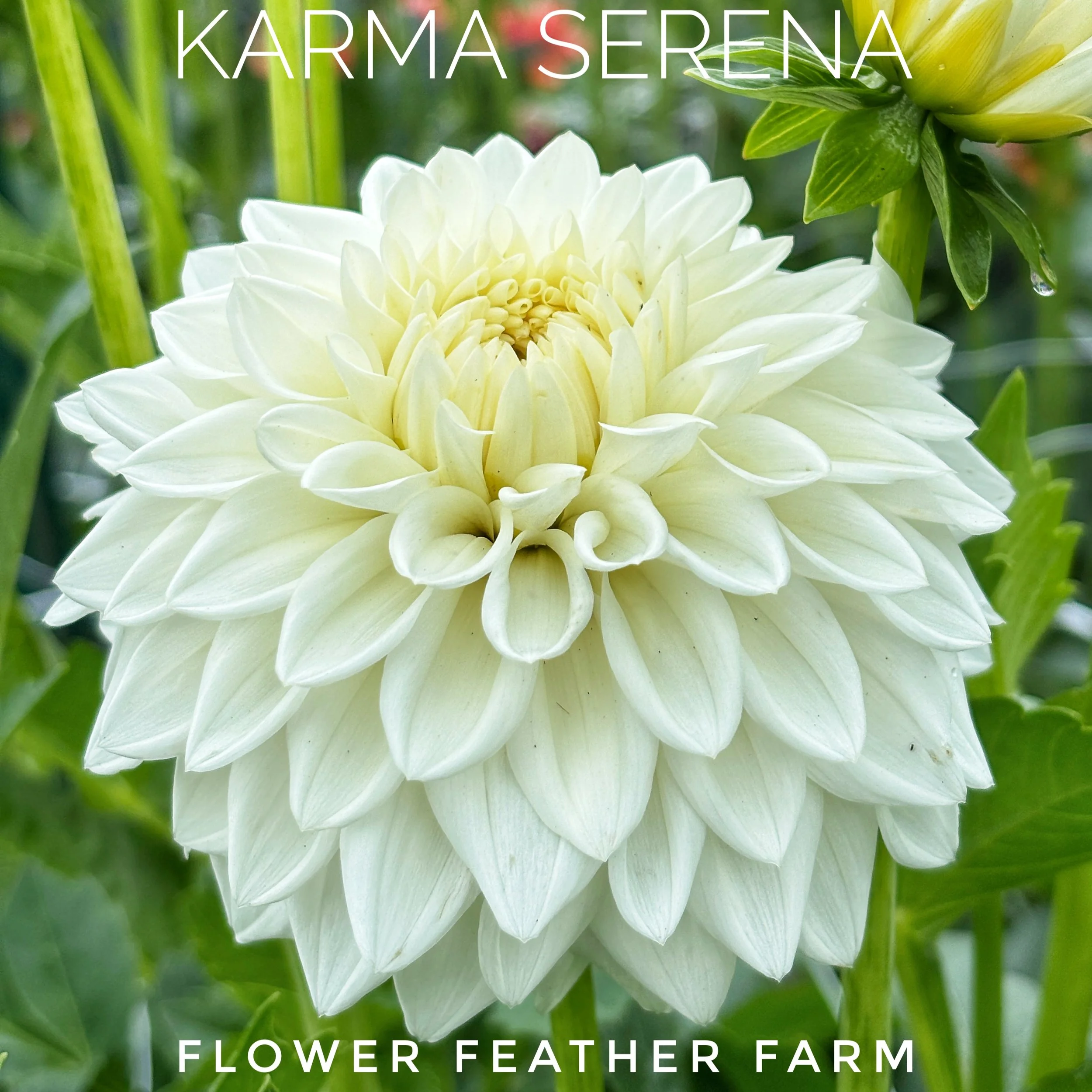Fill your garden with luminous Karma Serena dahlias from Flower Feather Farm. Premium tubers produce abundant blooms all season long.