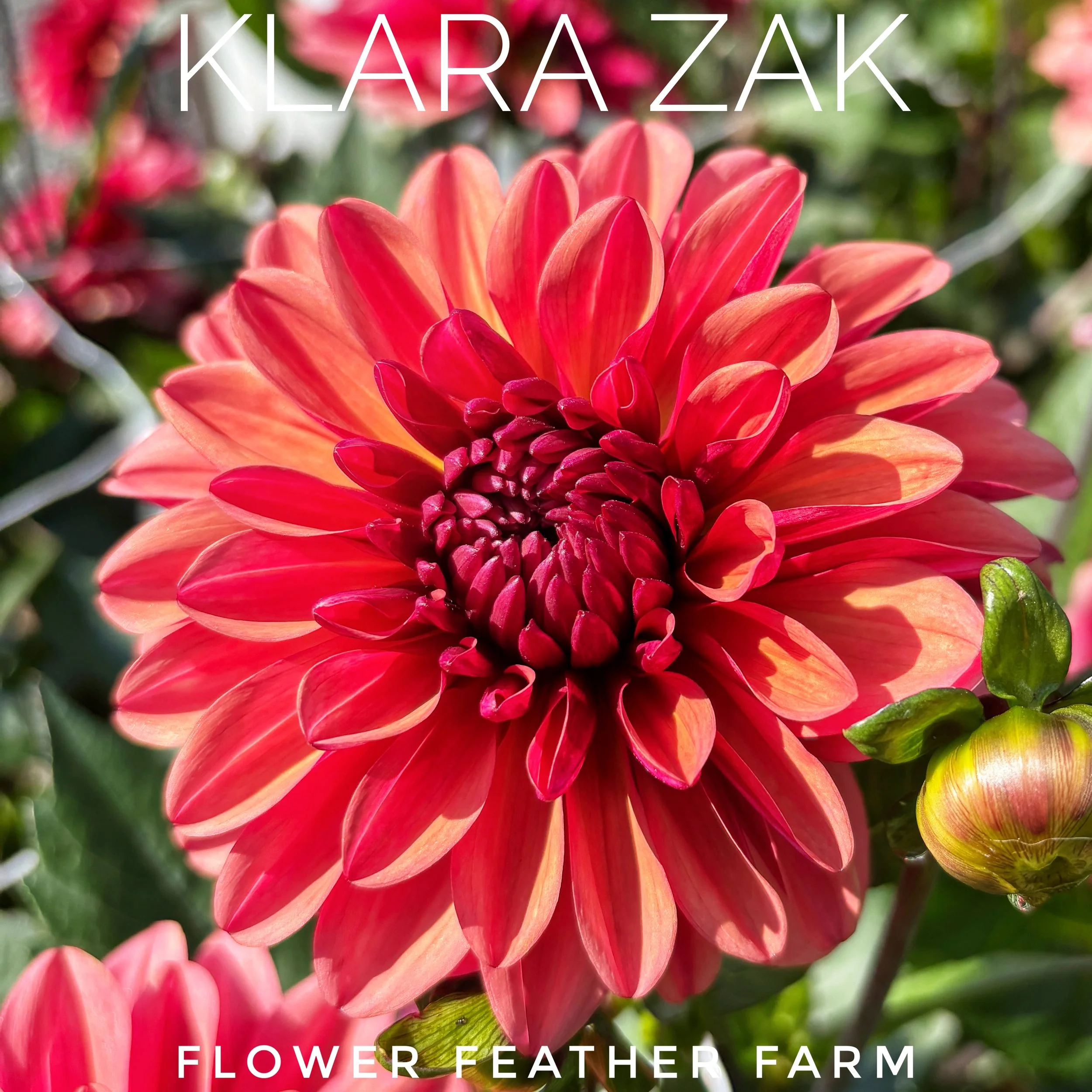 Shop premium Klara Zak dahlia tubers at Flower Feather Farm for dazzling peach, coral, and pink blooms that keep coming all season.