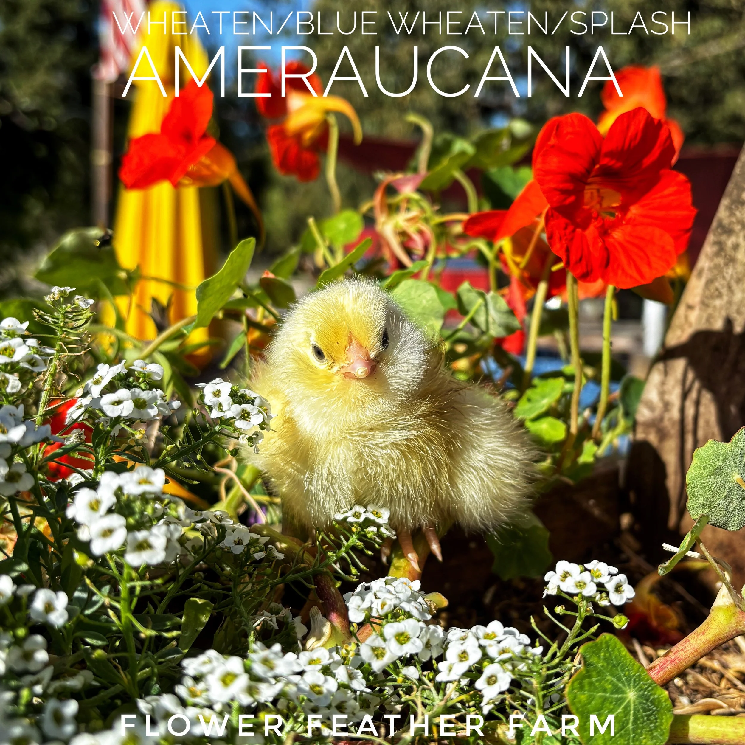 Wheaten/Blue Wheaten/Splash Ameraucana Chicks at Flower Feather Farms, Chicks and Dahlias, baby chicks for sale near me, chickens for sale near me, ameraucana chicks for sale