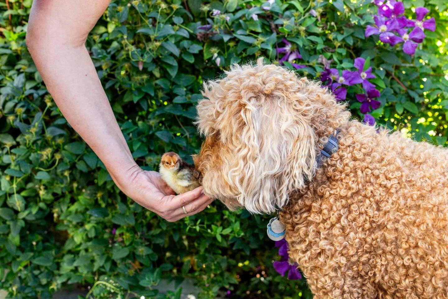 Nutmeg and Chick.jpeg