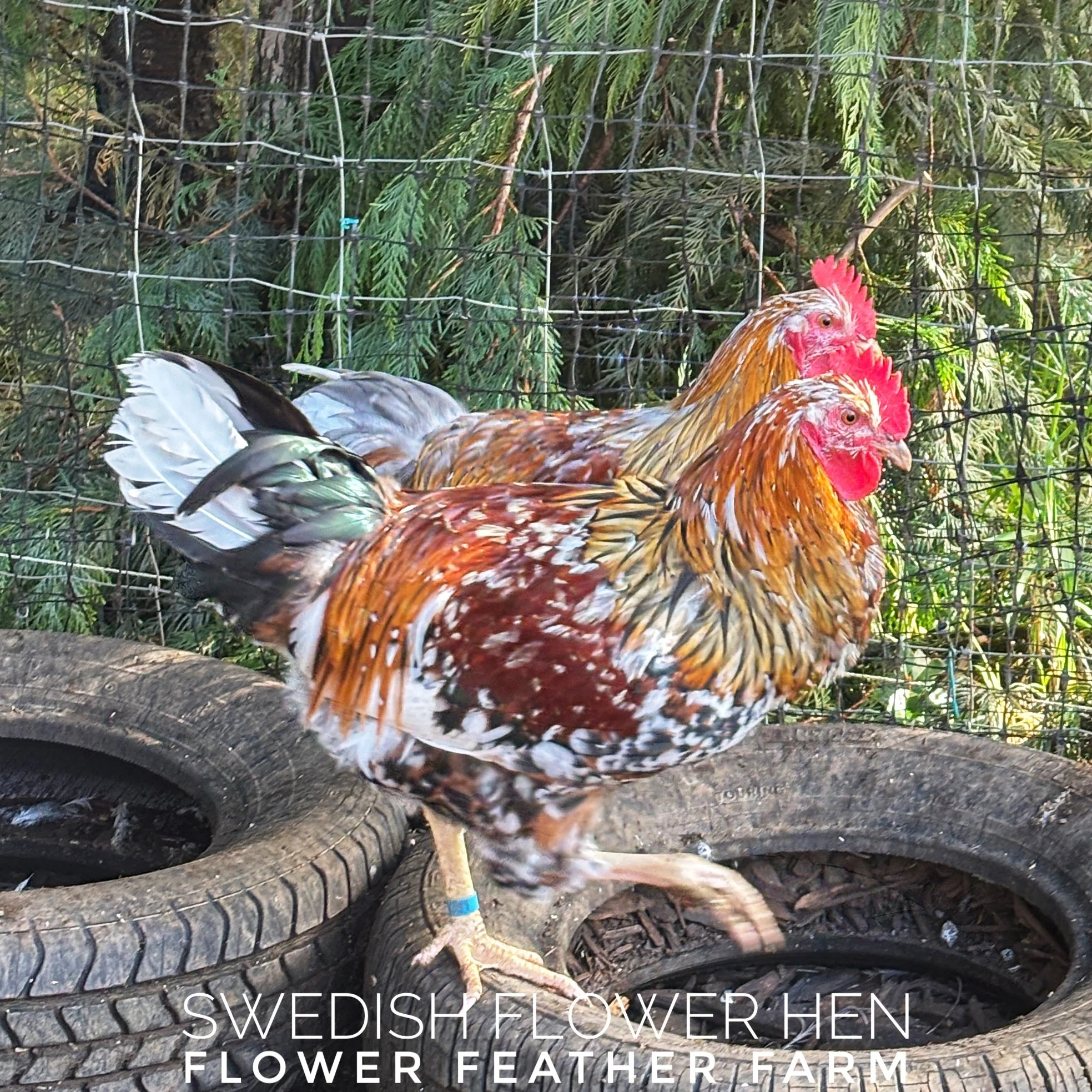 Swedish Flower Hen cockerel from Tim Oliver hatching eggs at Flower Feather Farm, chicks & dahlias