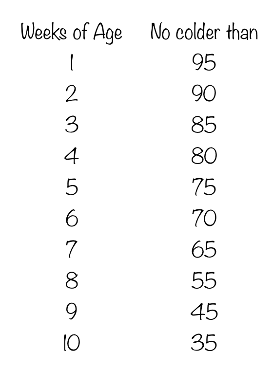 When Can I Put my Chicks Outside? — Flower Feather Farm chicks