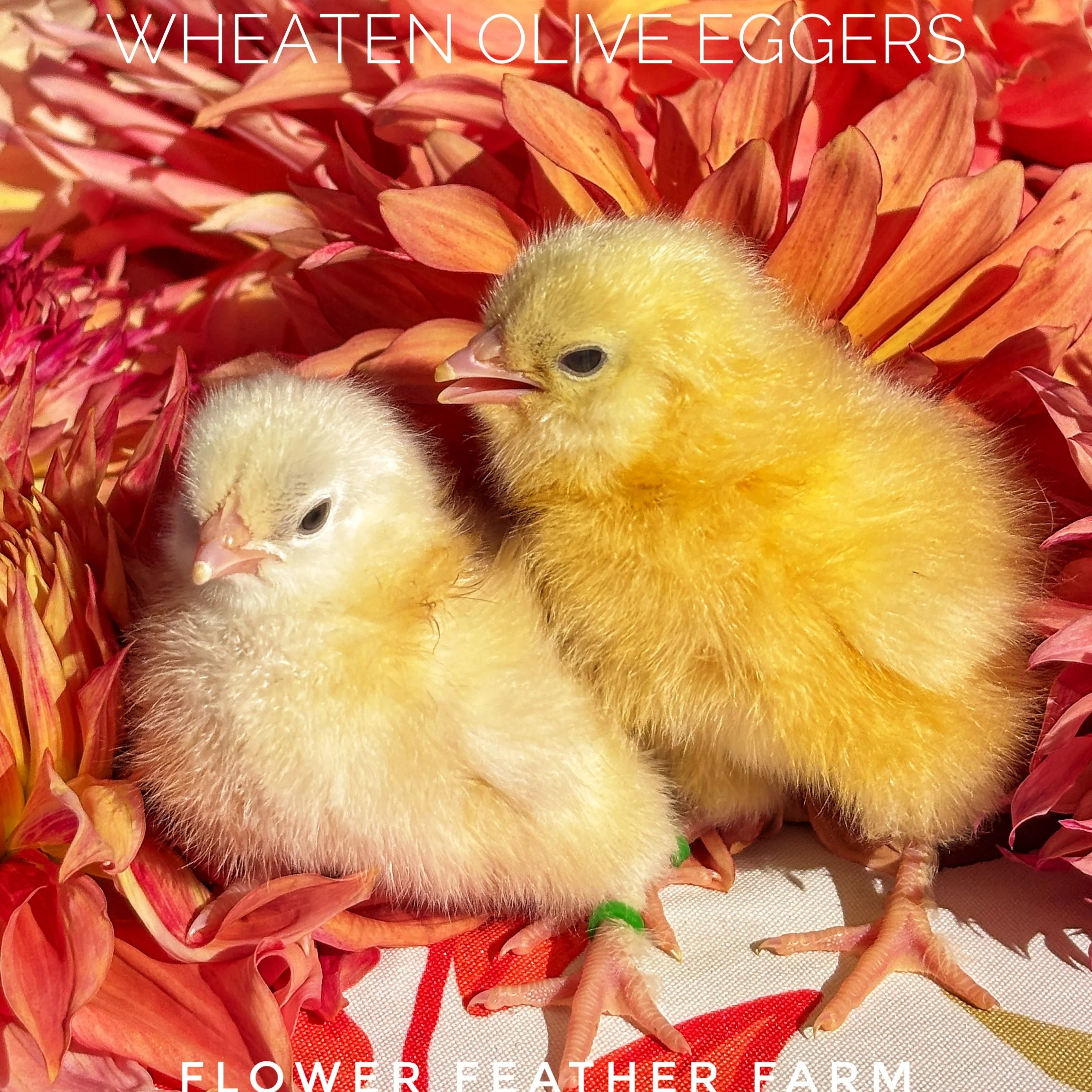 Wheaten Olive Egger Chick
