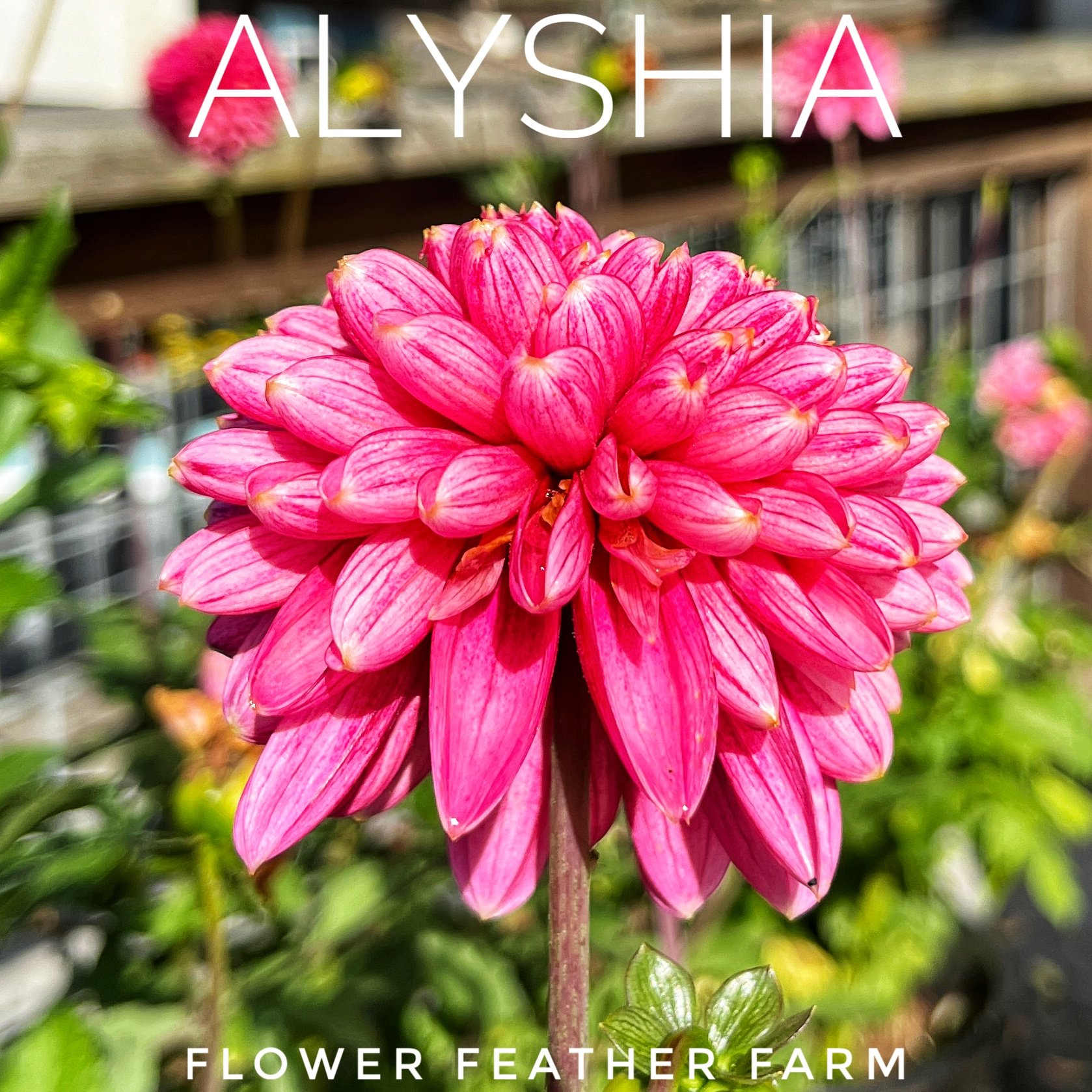 Alysia Dahlia, an anemone dahlia, at Flower Feather Farm, chicks & dahlias