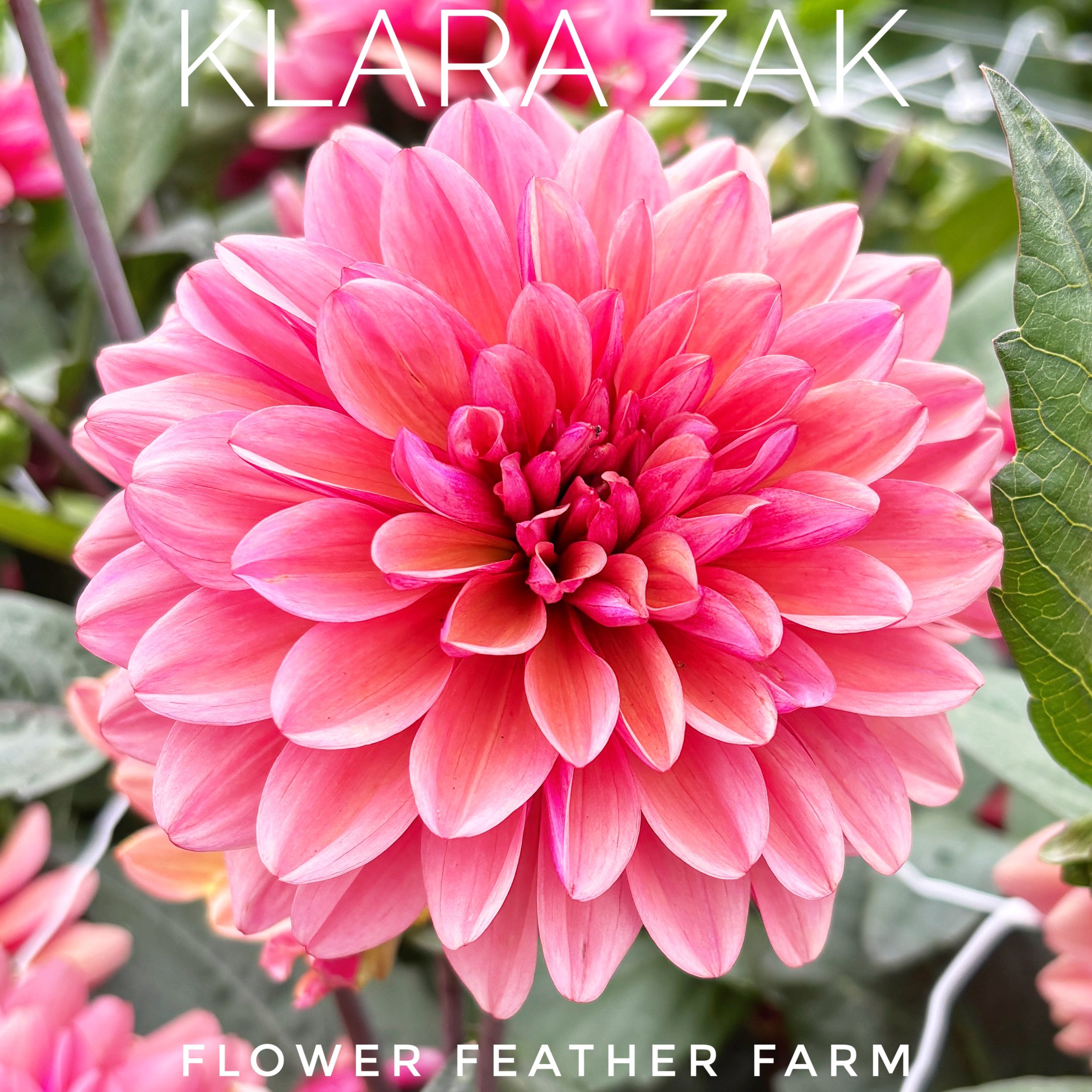 Klara Zak is known for its glowing peach and coral flowers that stand out in every bouquet. Shop healthy tubers at Flower Feather Farm.