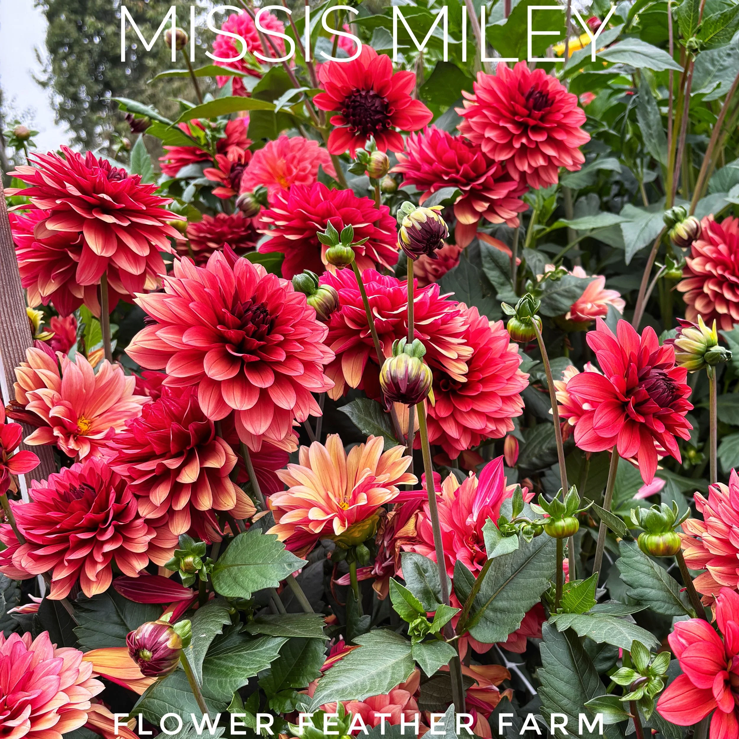 Missis Miley Dahlia at Flower Feather Farm, chicks & dahlias