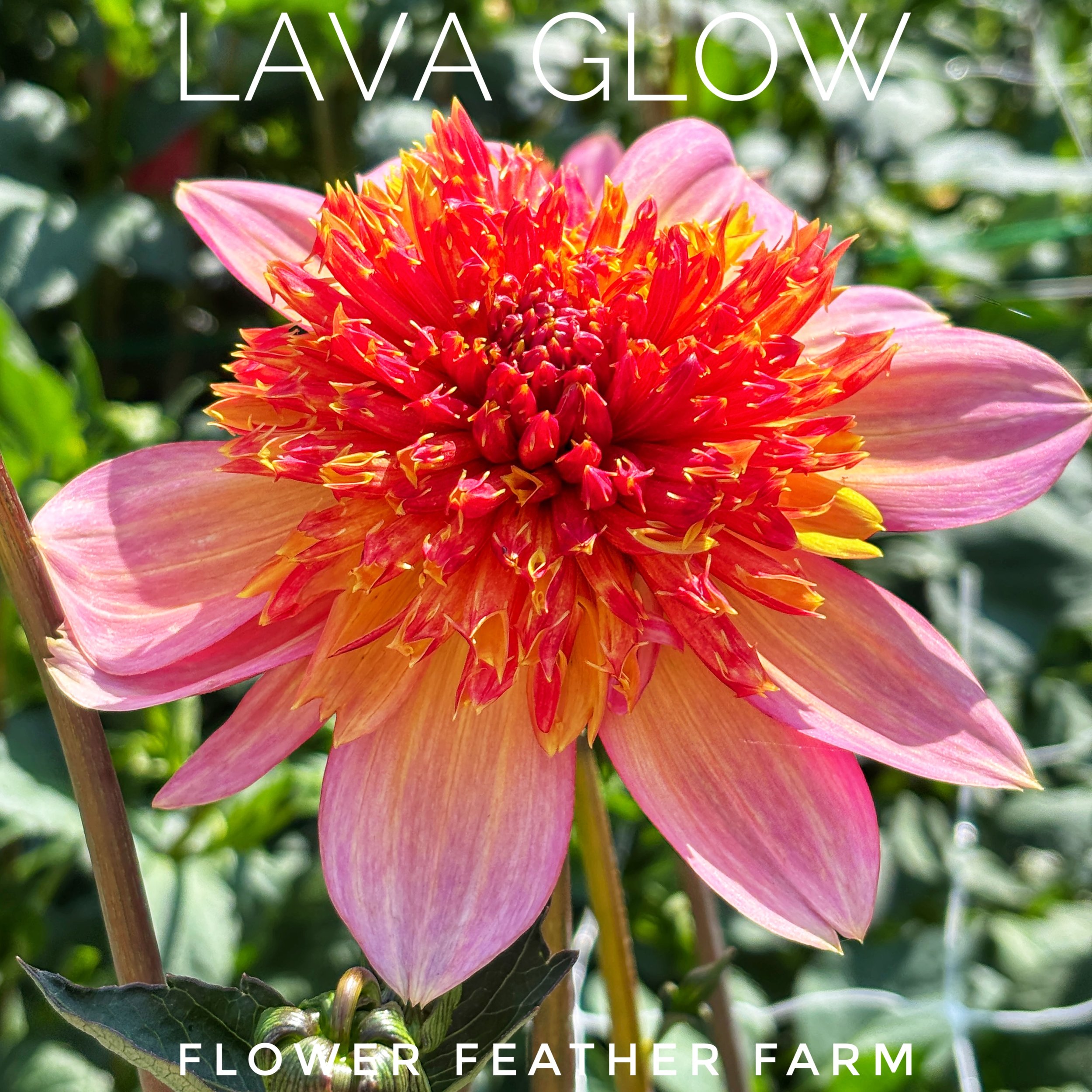 Anemone-flowered Dahlia 'Lava Glow' with tangerine outer petals and a glowing pincushion center, grown at Flower Feather Farm