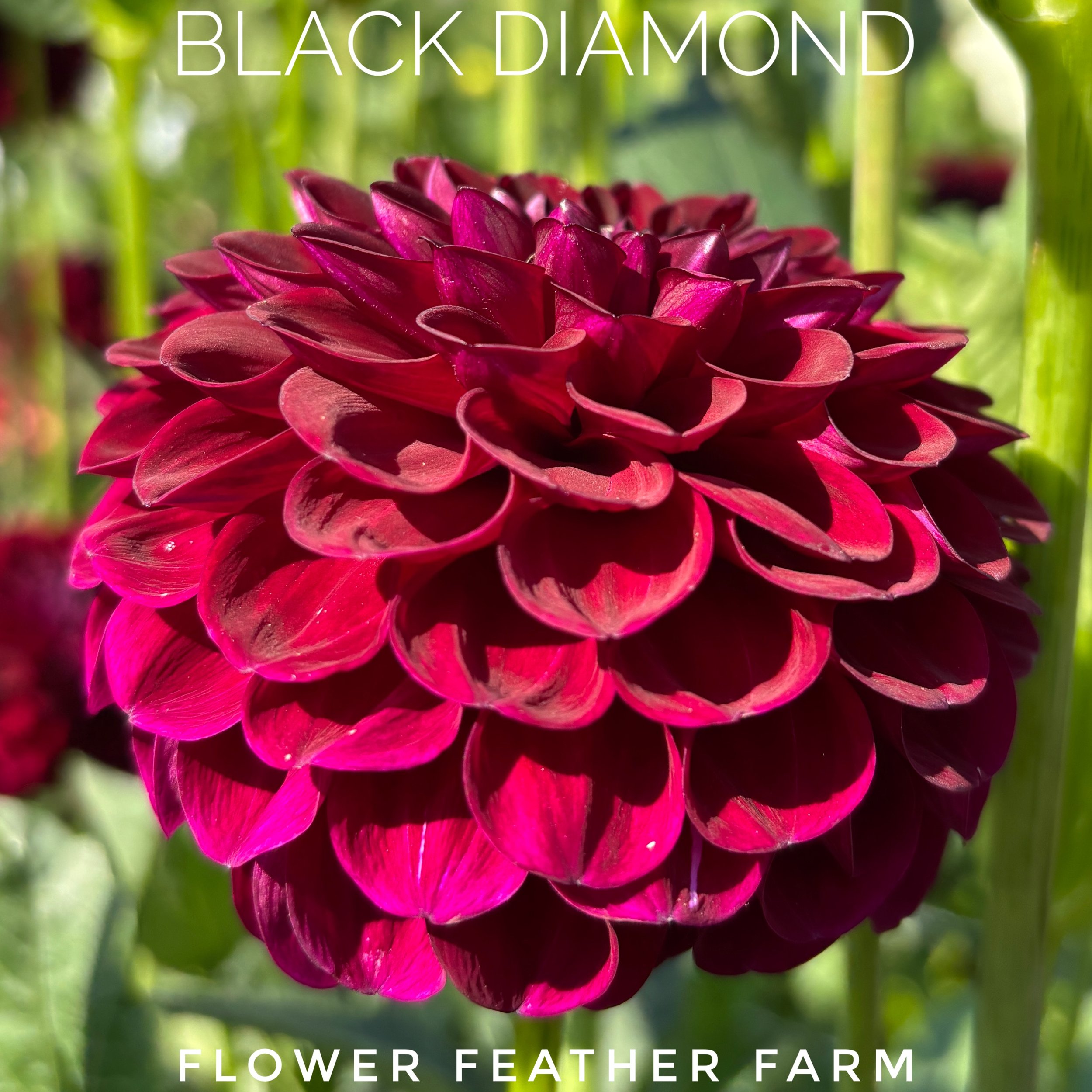 Black Diamond dahlias at Flower Feather Farm