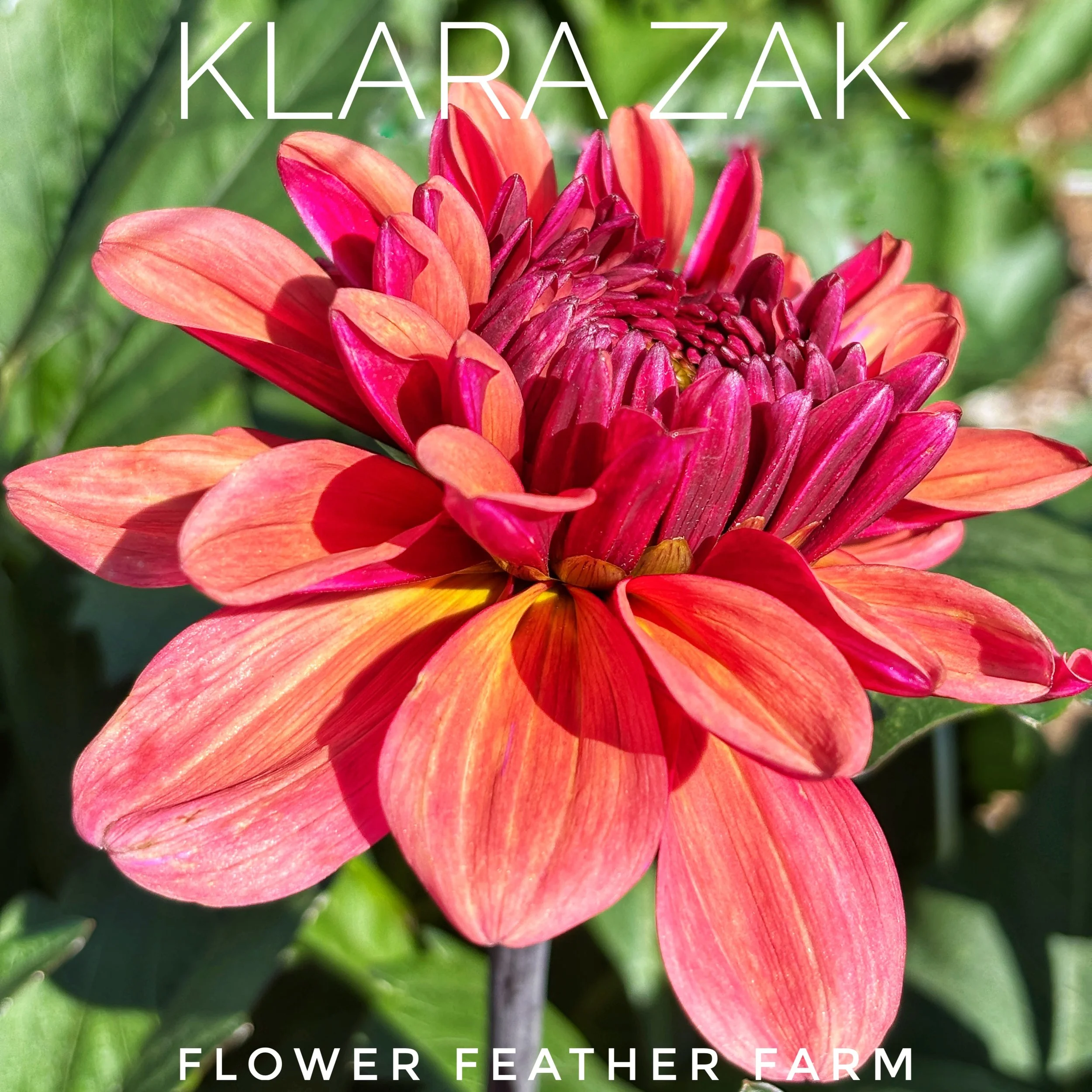 Klara Zak Dahlia Tuber K38