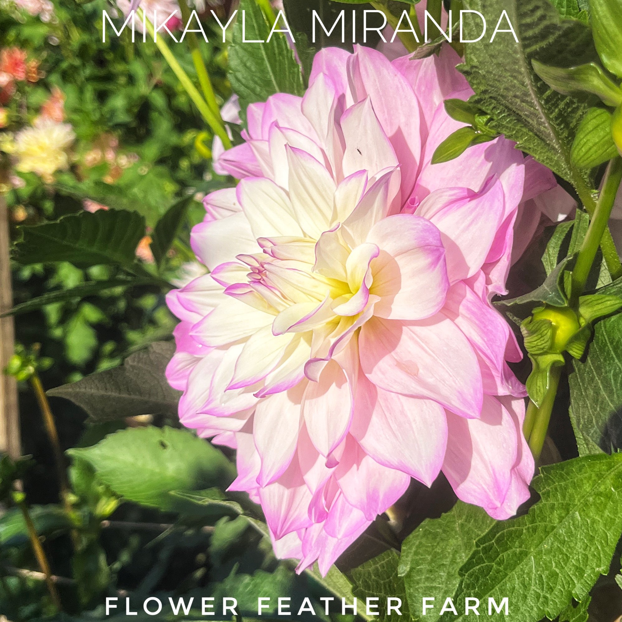 Mikayla Miranda Dahlia Tuber at Flower Feather Farm, Specialty Chicks and Dahlia Tubers