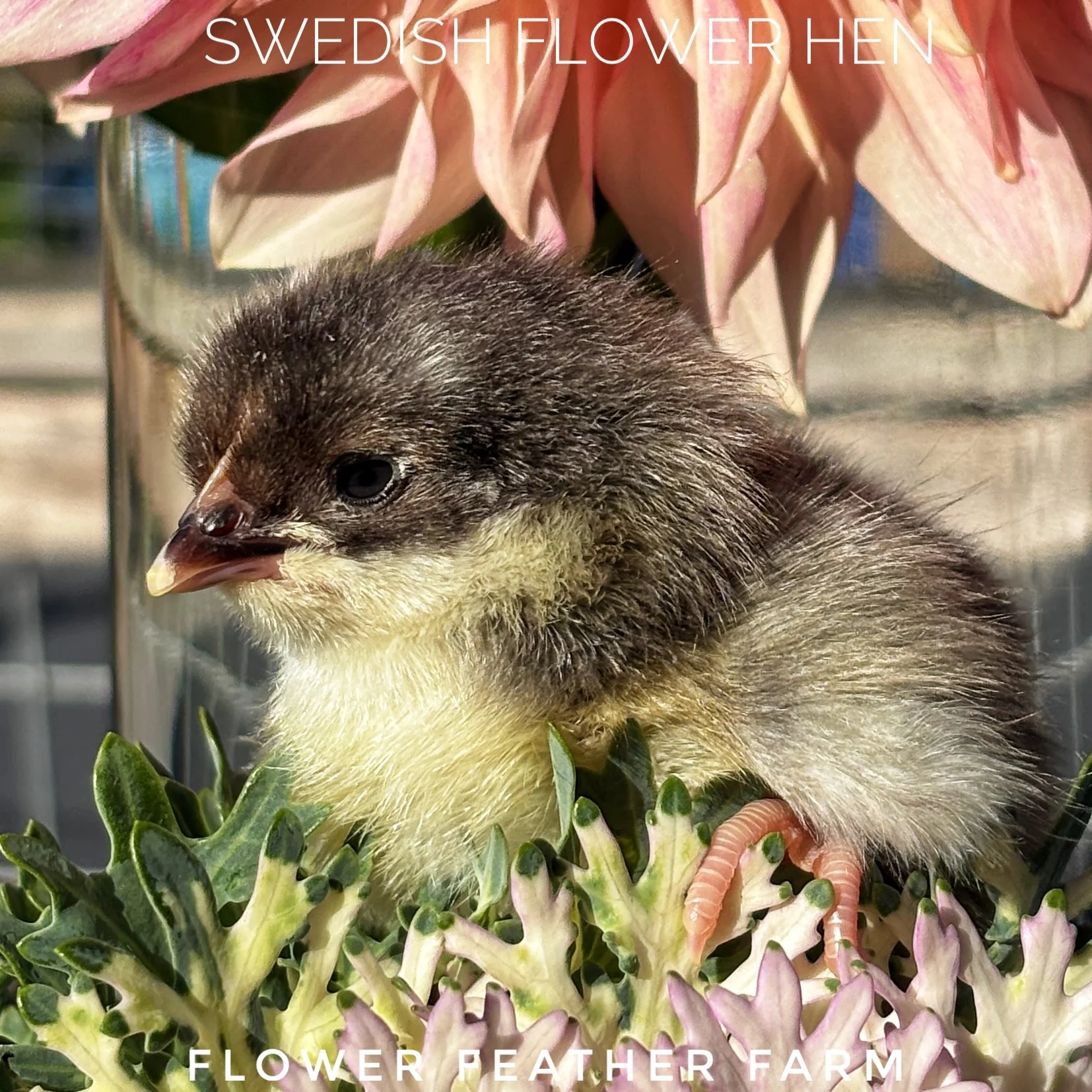 Swedish Flower Hen chick basks in the dahlia petals at Flower Feather Farm, chicks & dahlias in Bellingham