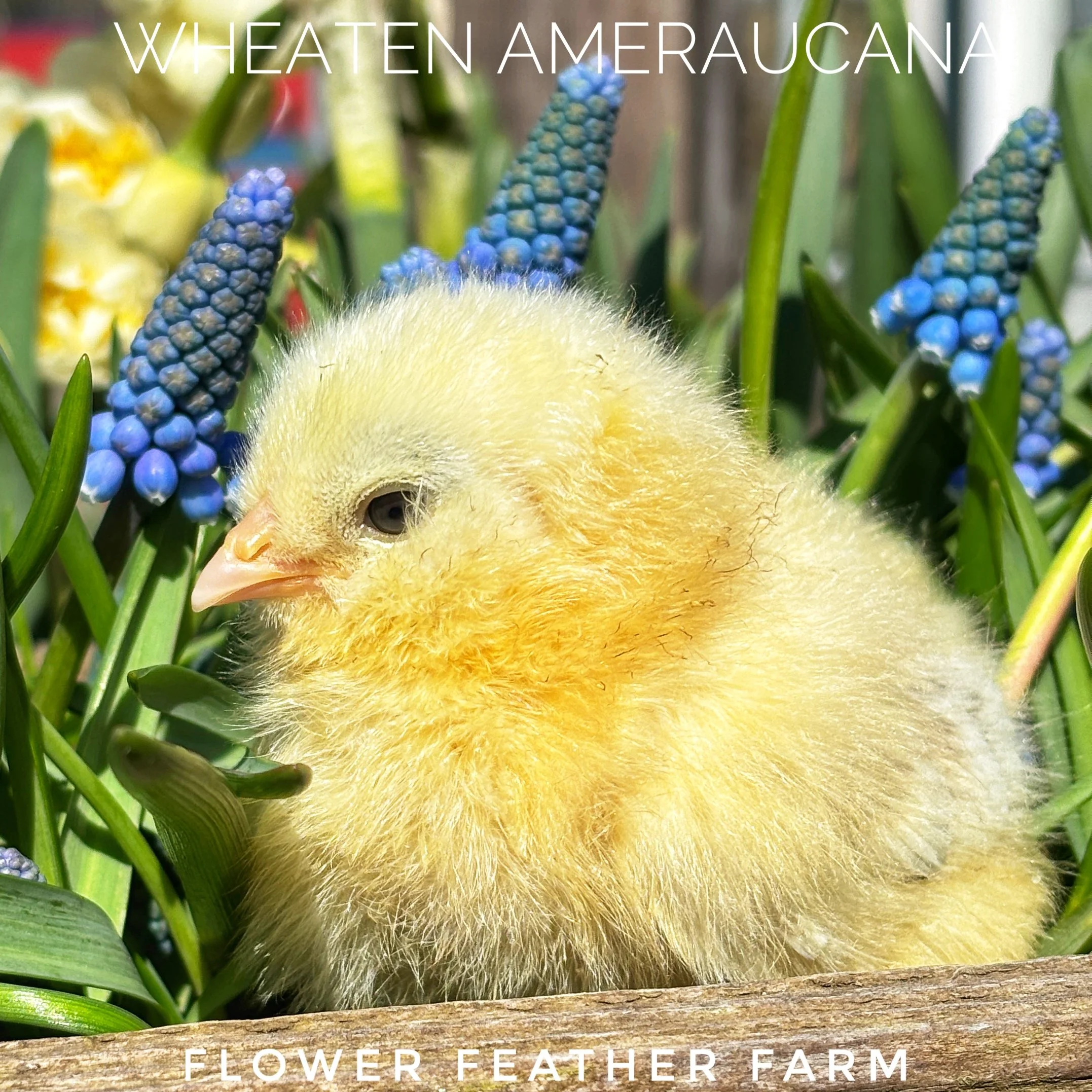 Wheaten/Blue Wheaten/Splash Ameraucana Chicks at Flower Feather Farms, chicks & dahlias, baby chicks for sale near me, chickens for sale near me, ameraucana chicks for sale