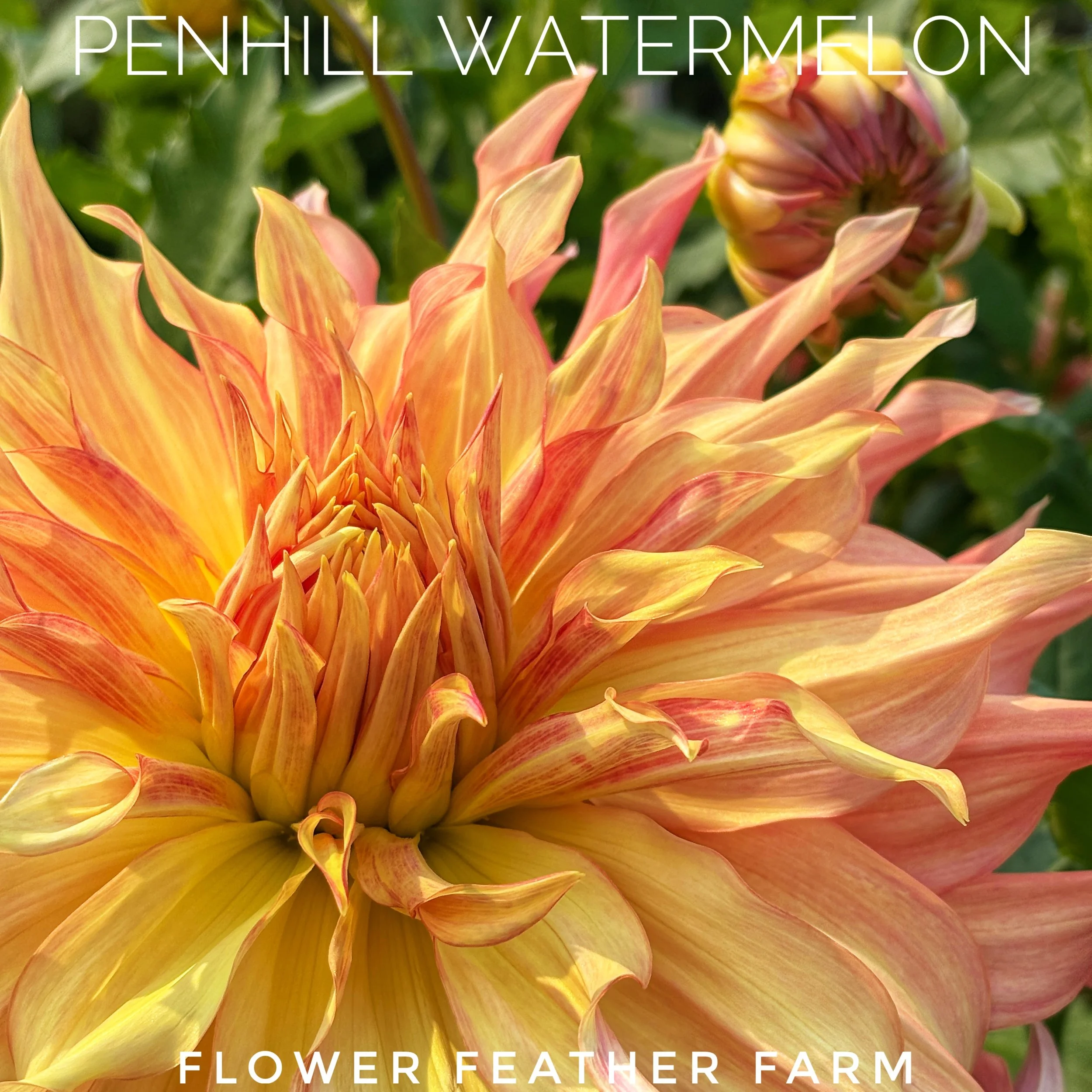 Close-up of Penhill Watermelon dahlia at Flower Feather Farm, chicks & dahlias, a great place to buy dahlia tubers online