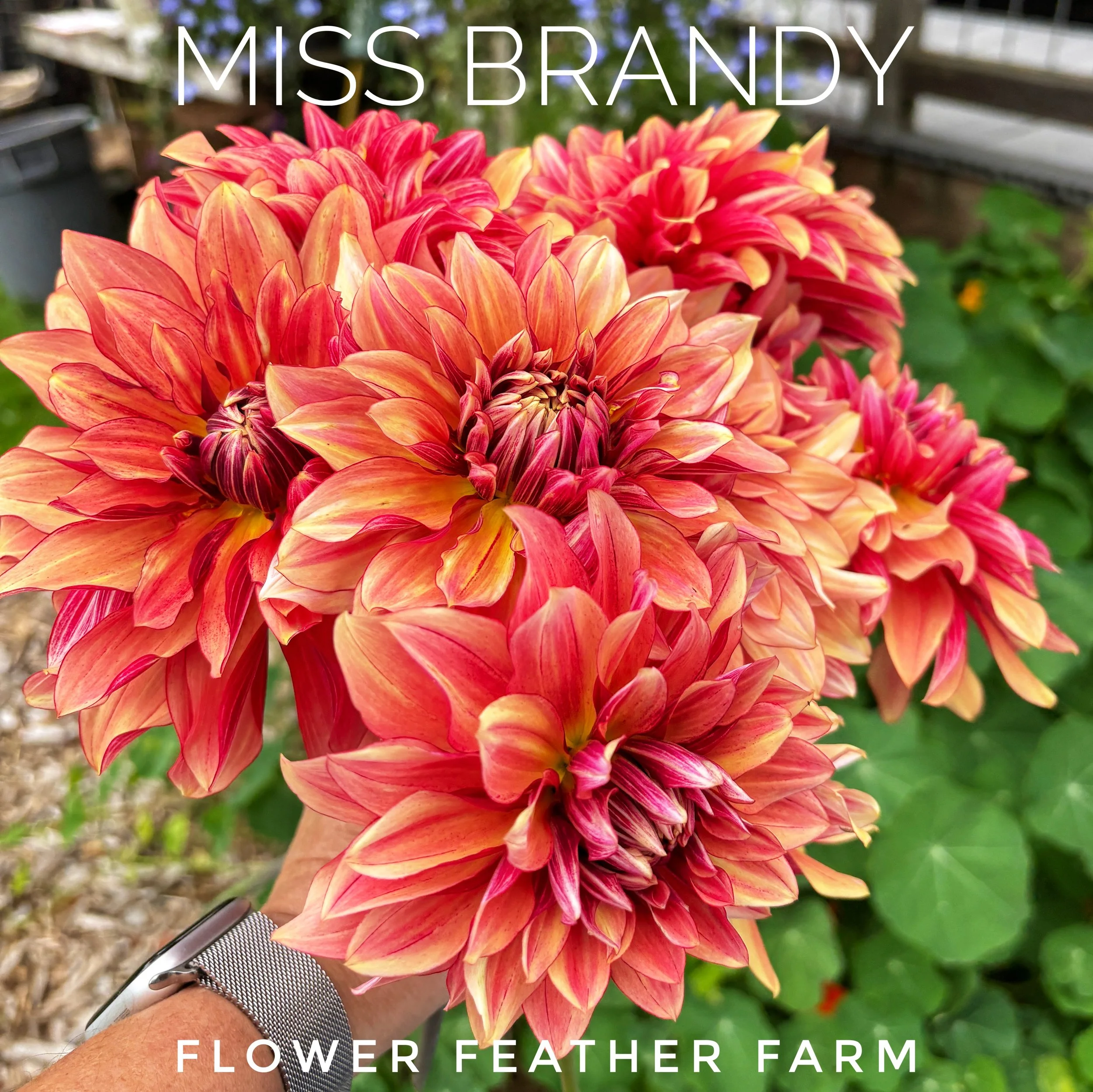 Grow florist-quality Miss Brandy dahlias with premium tubers from Flower Feather Farm. Beautiful blooms and reliable performance await.