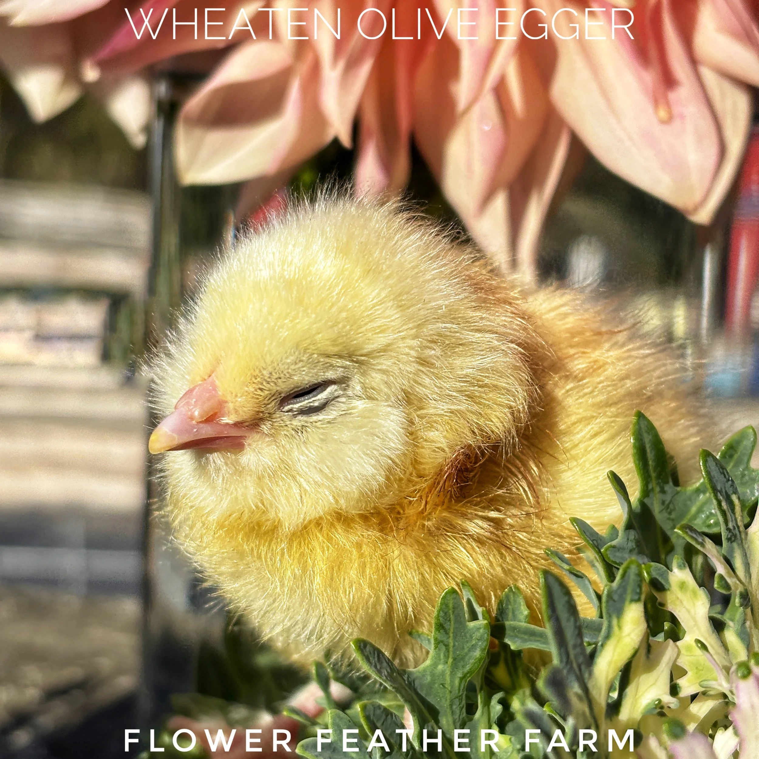 Wheaten Olive Egger chick available at Flower Feather Farm, chicks & dahlias