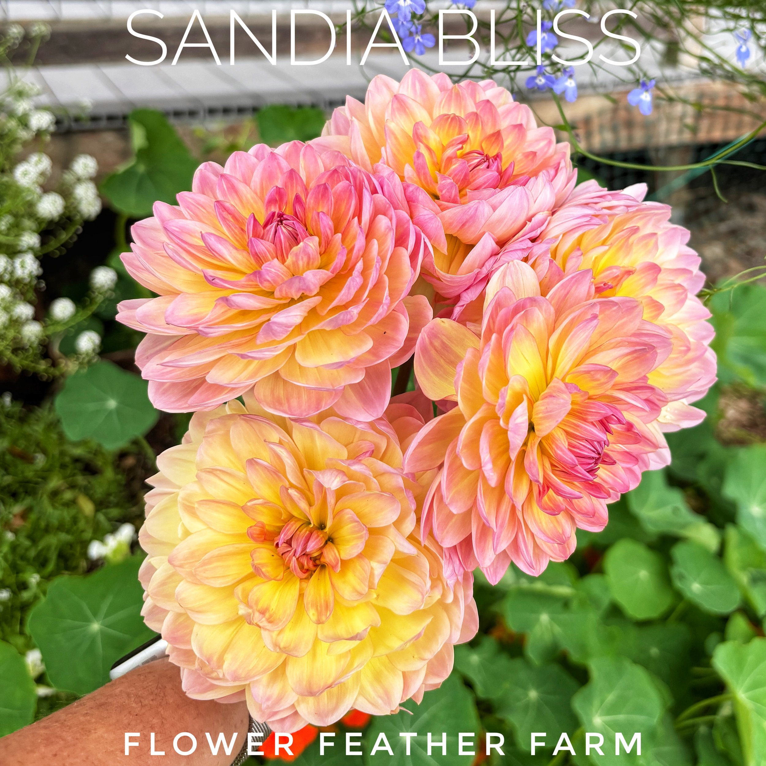 Glowing pink and peach tones meet a classic waterlily form. Secure your Sandia Bliss dahlia tubers online today from Flower Feather Farm!