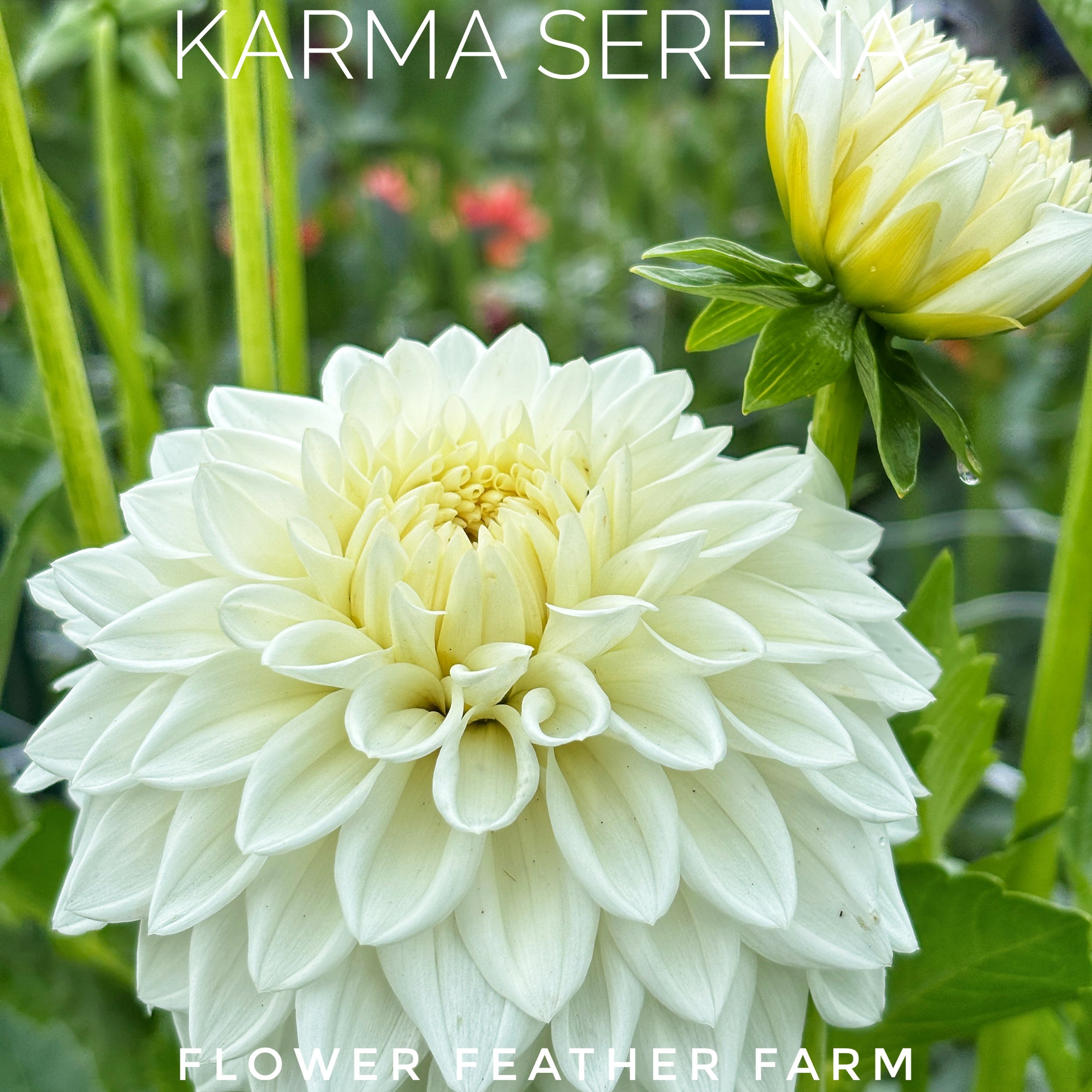 Karma Serena combines brilliant white color, strong stems, and excellent vase life, making it a favorite among flower growers.