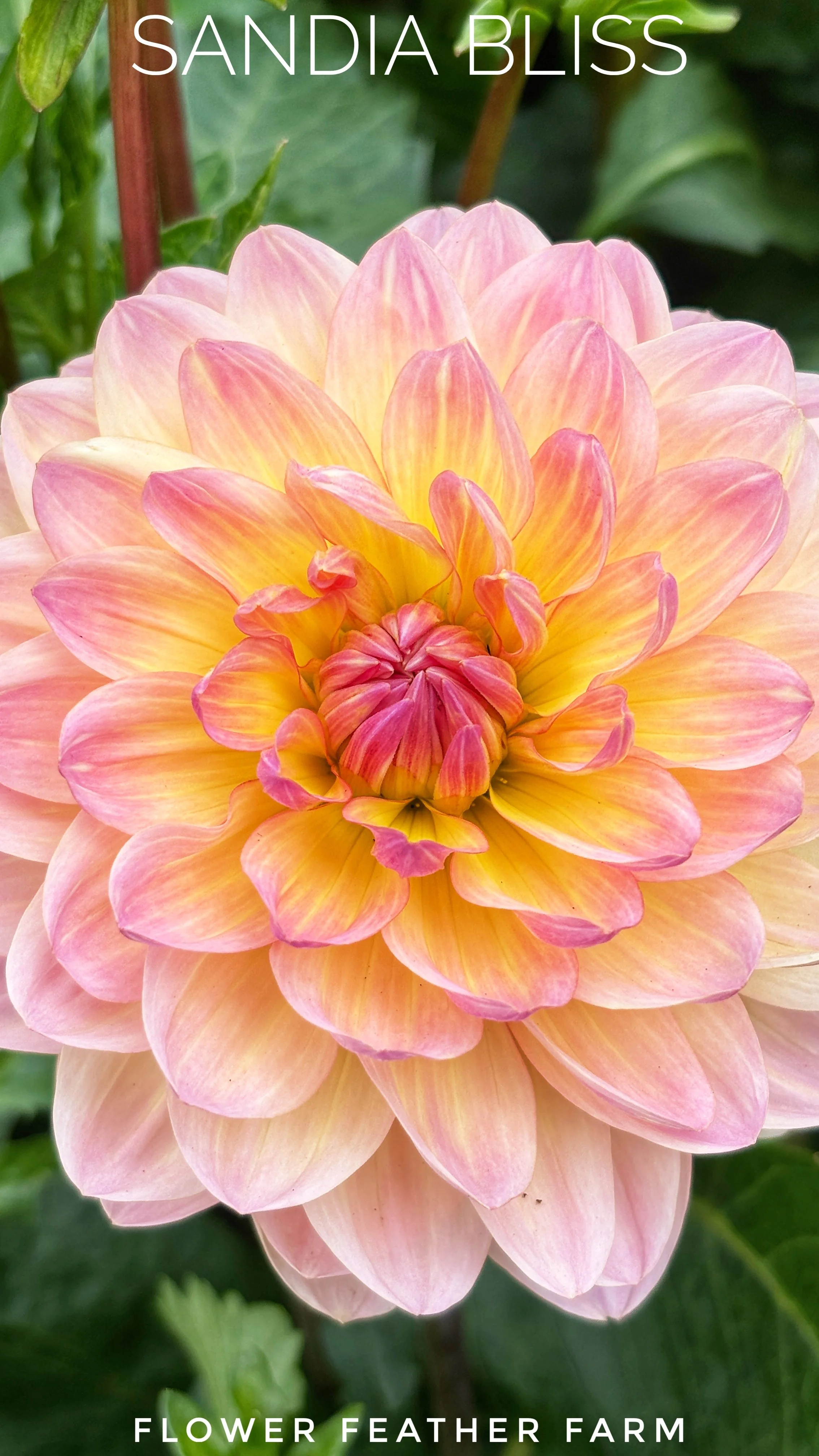Buy premium Sandia Bliss dahlia tubers from Flower Feather Farm. Grow stunning, prolific soft pink and peach waterlily blooms in your summer garden!