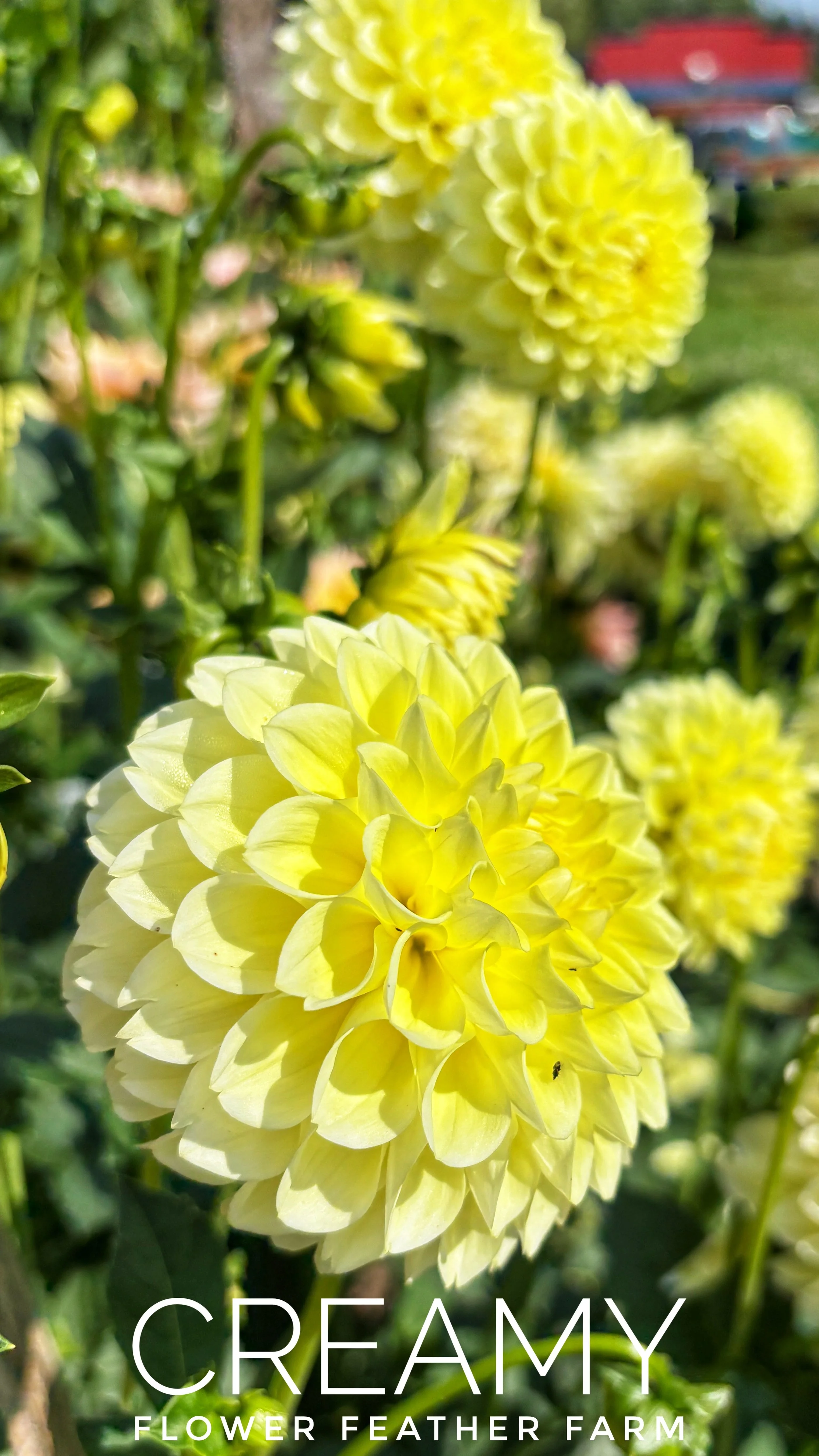 Dahlia creamy is so dreamy -- soft and buttery.  Flower Feather Farm