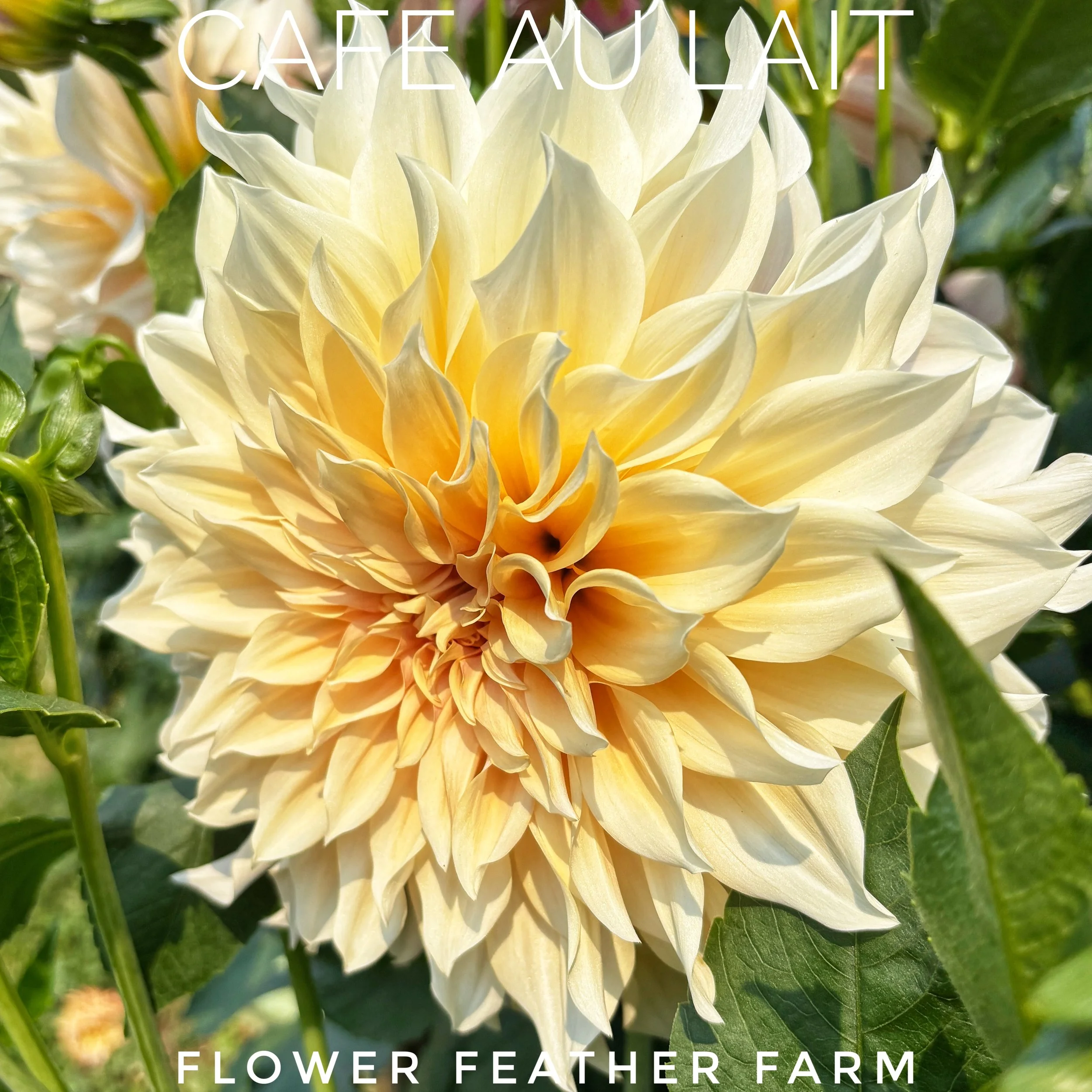 Close-up of Cafe au Lait dahlia bloom showing signature blush-cream dinnerplate petals, grown at Flower Feather Farm
