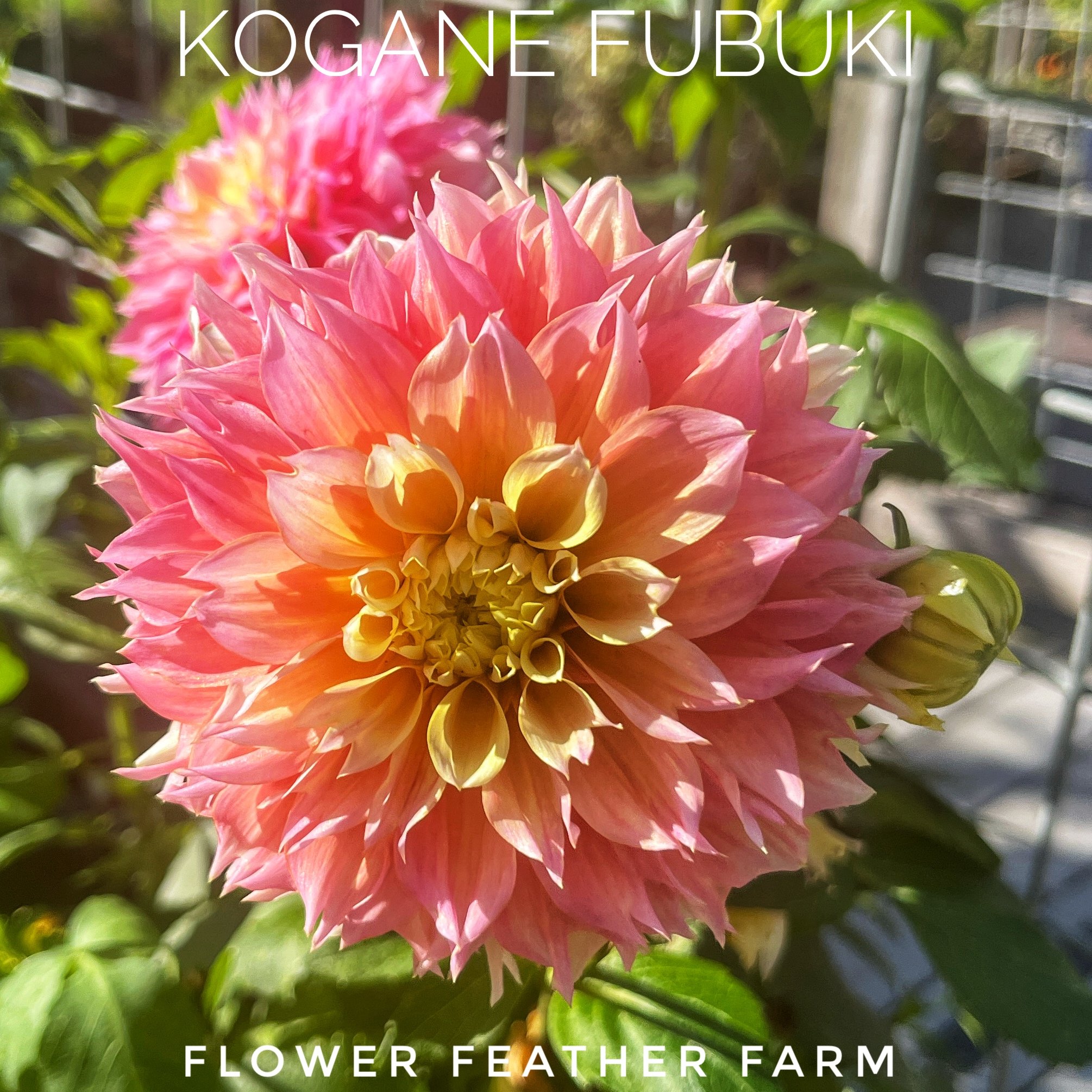 Kogane Fubuki Dahlia Tuber K42